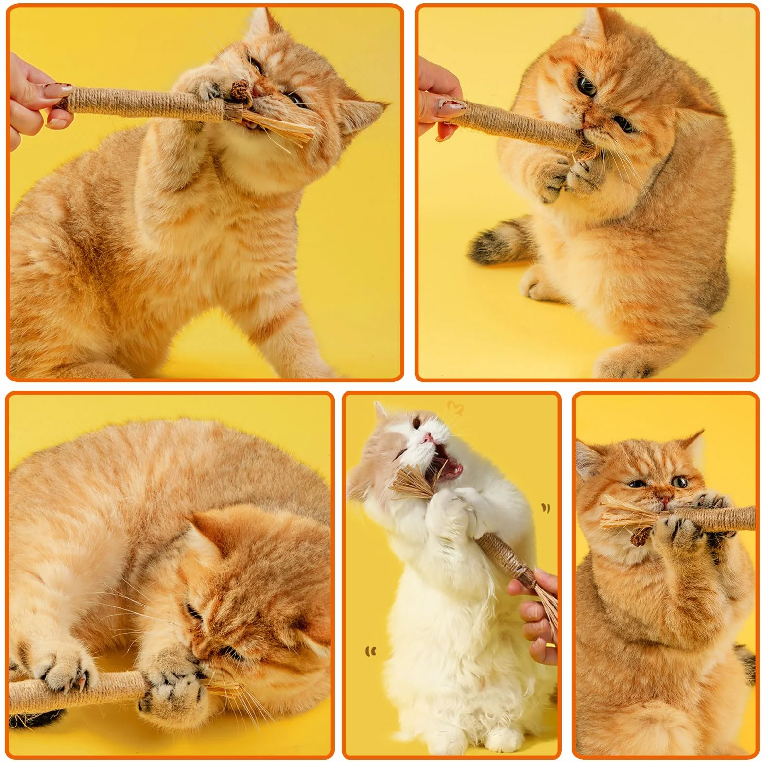 Palillos de Hierba gatera, Juguete para Gatos con Hierba gatera, Juguete Matatabi, Juguete para Masticar Gatos, Palillos para Masticar