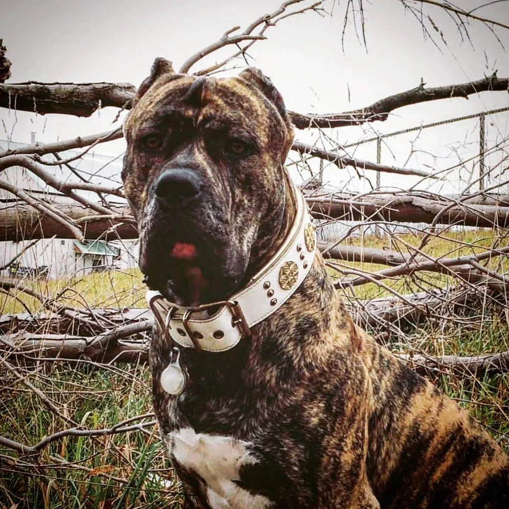 Bestia Maximus Collar de Perro de Piel auténtica, Razas Grandes | Talla M: se adapta a un cuello de 42,4 a 50 cm, 6,3 cm de ancho
