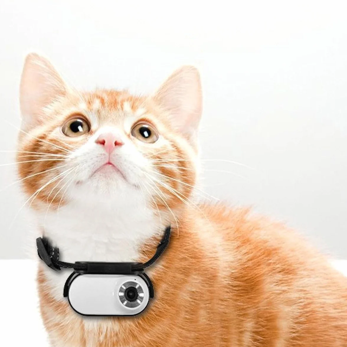 Cámara de acción con collar para gatos y perros, sin necesidad de wifi, para uso en interiores y exteriores, color blanco