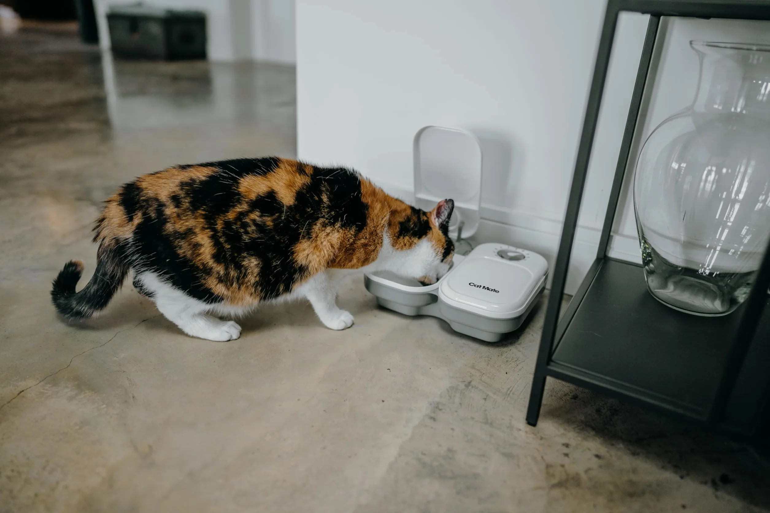 Cat Mate- Comedero automático para 2 Comidas (0,825 kg)
