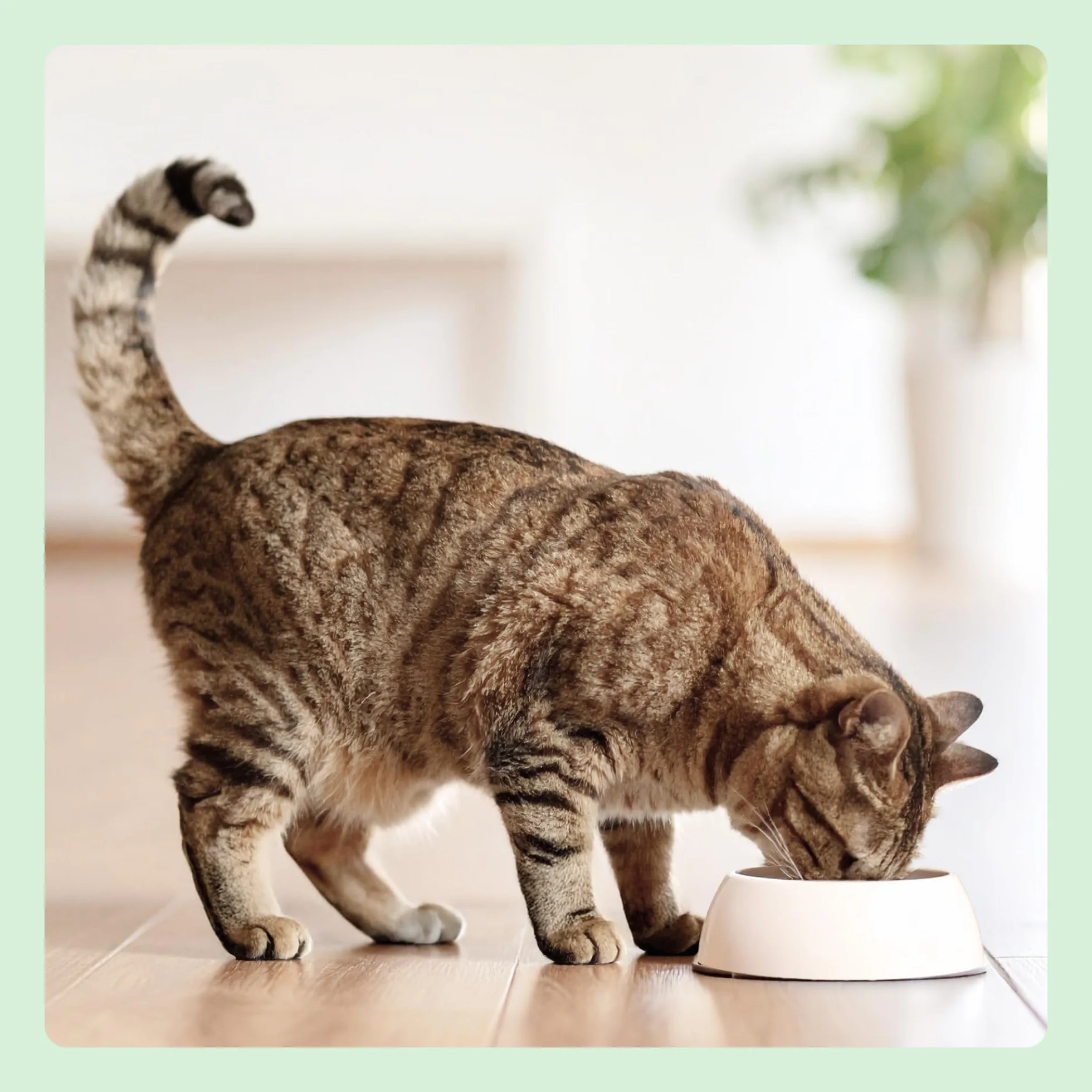 by Amazon - Comida húmeda sin cereales para gatos - Lata - Trozos de pollo en gelatina, 12 x 405 g