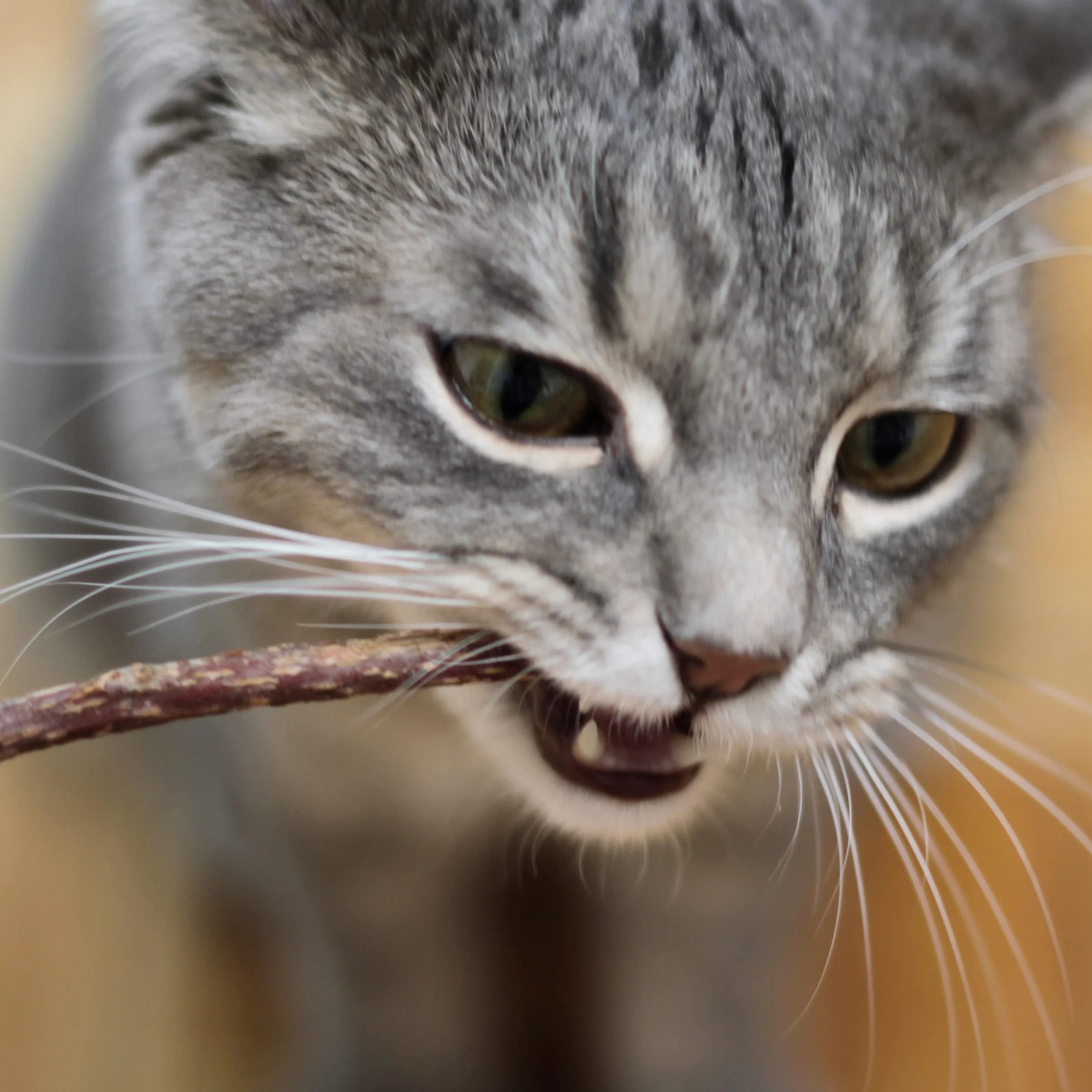 PRETTY KITTY Palitos Gato Cuidado Dental: 5X palitos Matatabi de Madera como Juguete Natural para Gatos contra el Mal Aliento – Palitos dentales Gato – Mordedores para Cuidado Dental de Gato