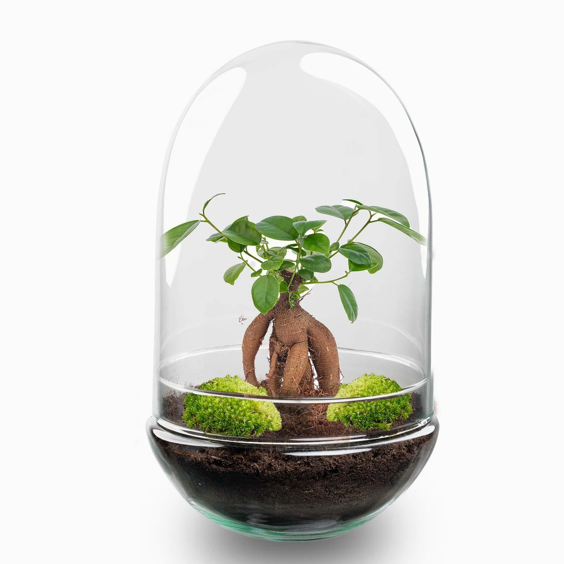 Terrario DIY de Cristal, Transparente, Ficus Bonsai, Ø 17.5x30 cm