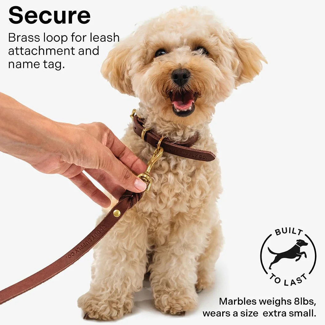 Scout Supply - Collar clásico de cuero para perro, cuero grueso de grano completo, herrajes de latón impermeable y resistente al óxido (marrón oscuro, pequeño)