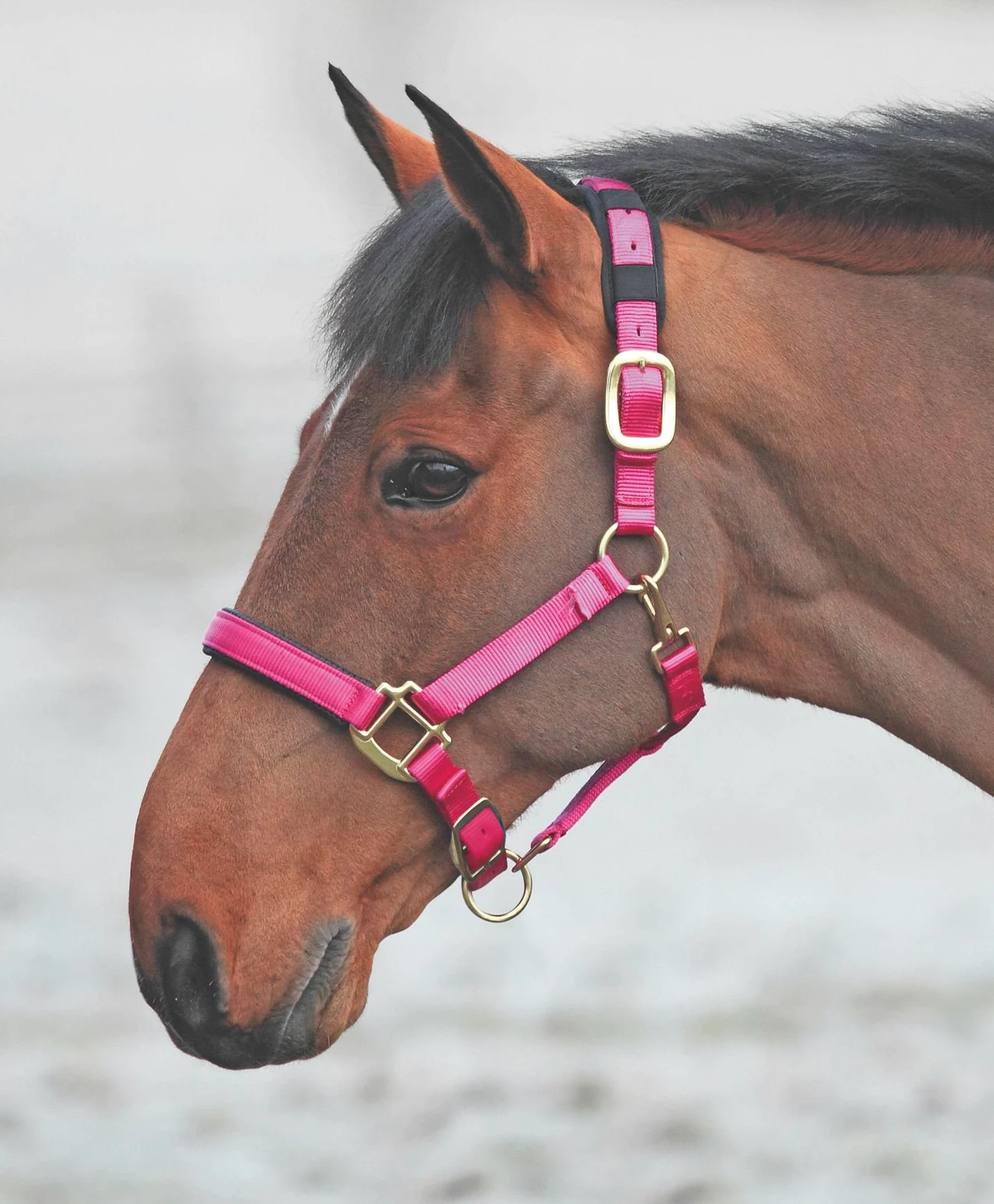 Shires – 387 topacio de nailon para caballo, Full, Raspberry