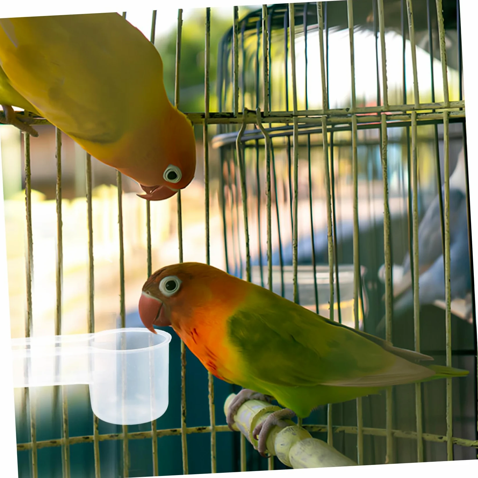 ibasenice Bebedero Automático Fácil de Limpiar para Palomas y Loros Doble Salida Plástico Blanco Paquete de 10 Unidades Adecuado para Tiendas de Mascotas y Zoológicos