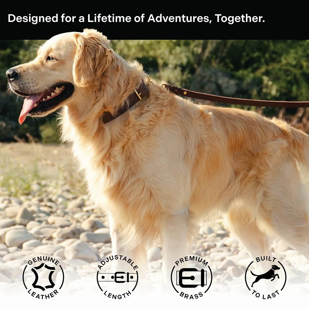 Scout Supply - Collar clásico de cuero para perro, cuero grueso de grano completo, herrajes de latón impermeable y resistente al óxido (marrón oscuro, pequeño)