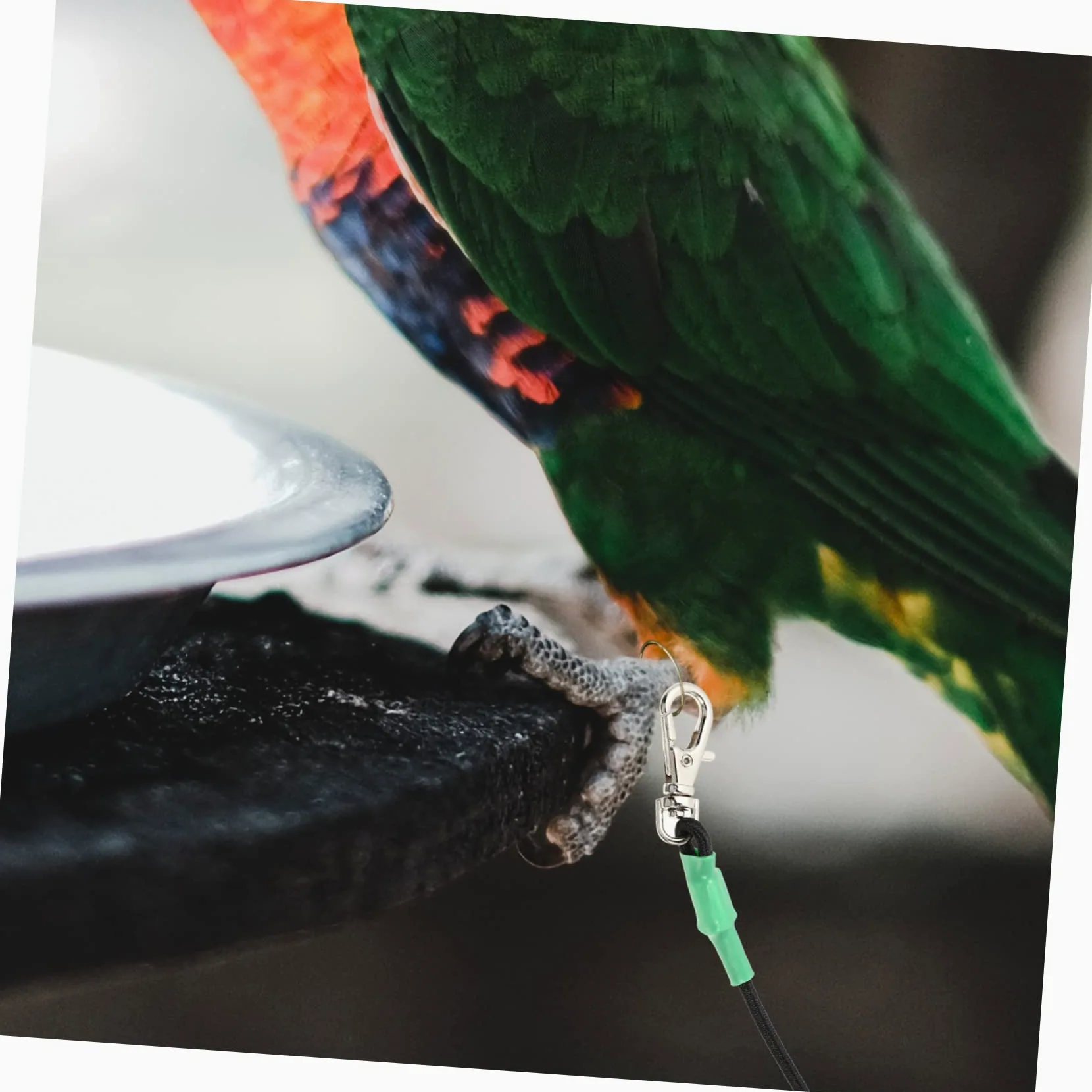 2 Correas para Pájaros Loros Cómodas Y Ligeras Ideales para Volar al Aire