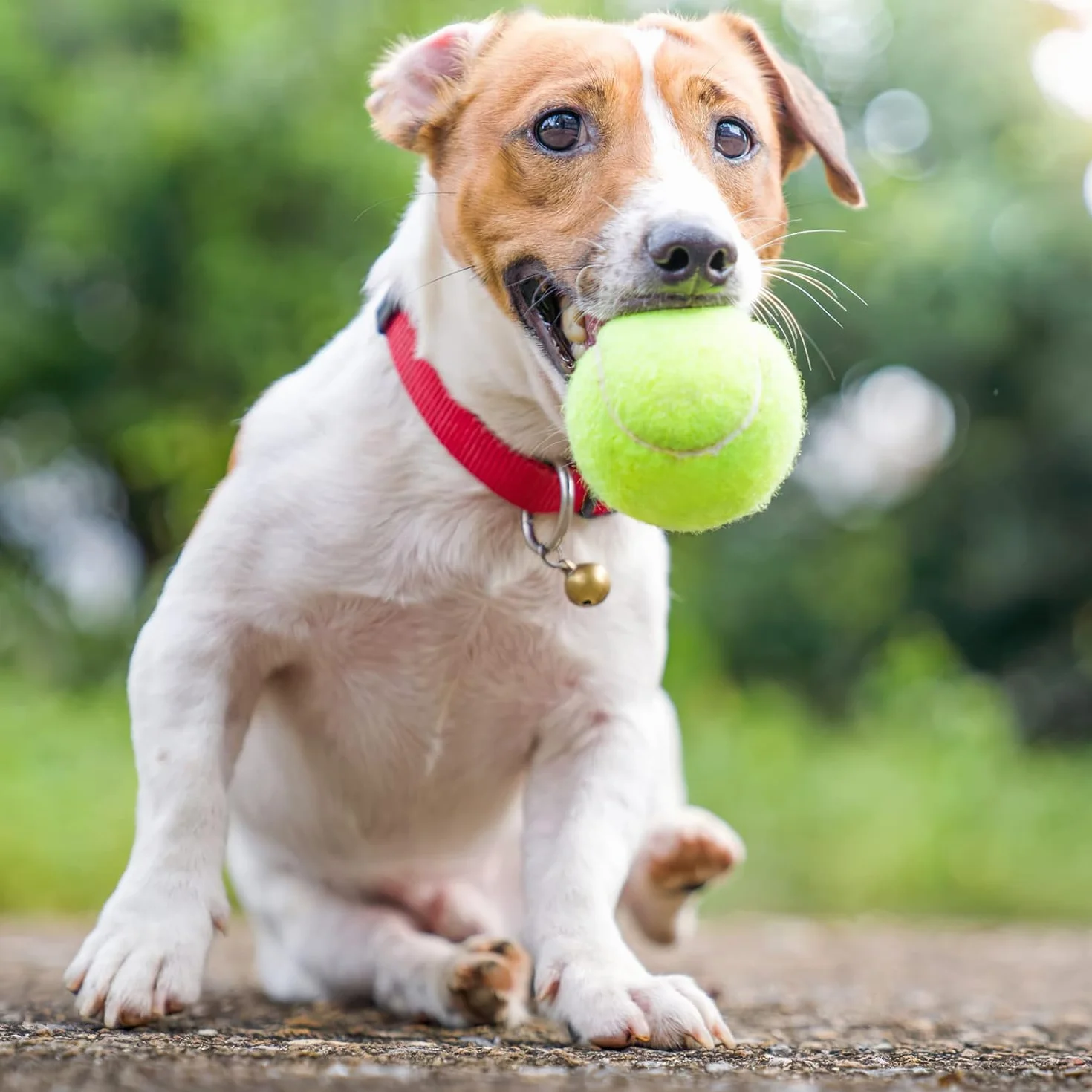 Pelotas de Tenis 6 Piezas, Multicolor, Baja Compresión, Entrenamiento para Principiantes Jóvenes Niños, para Perros