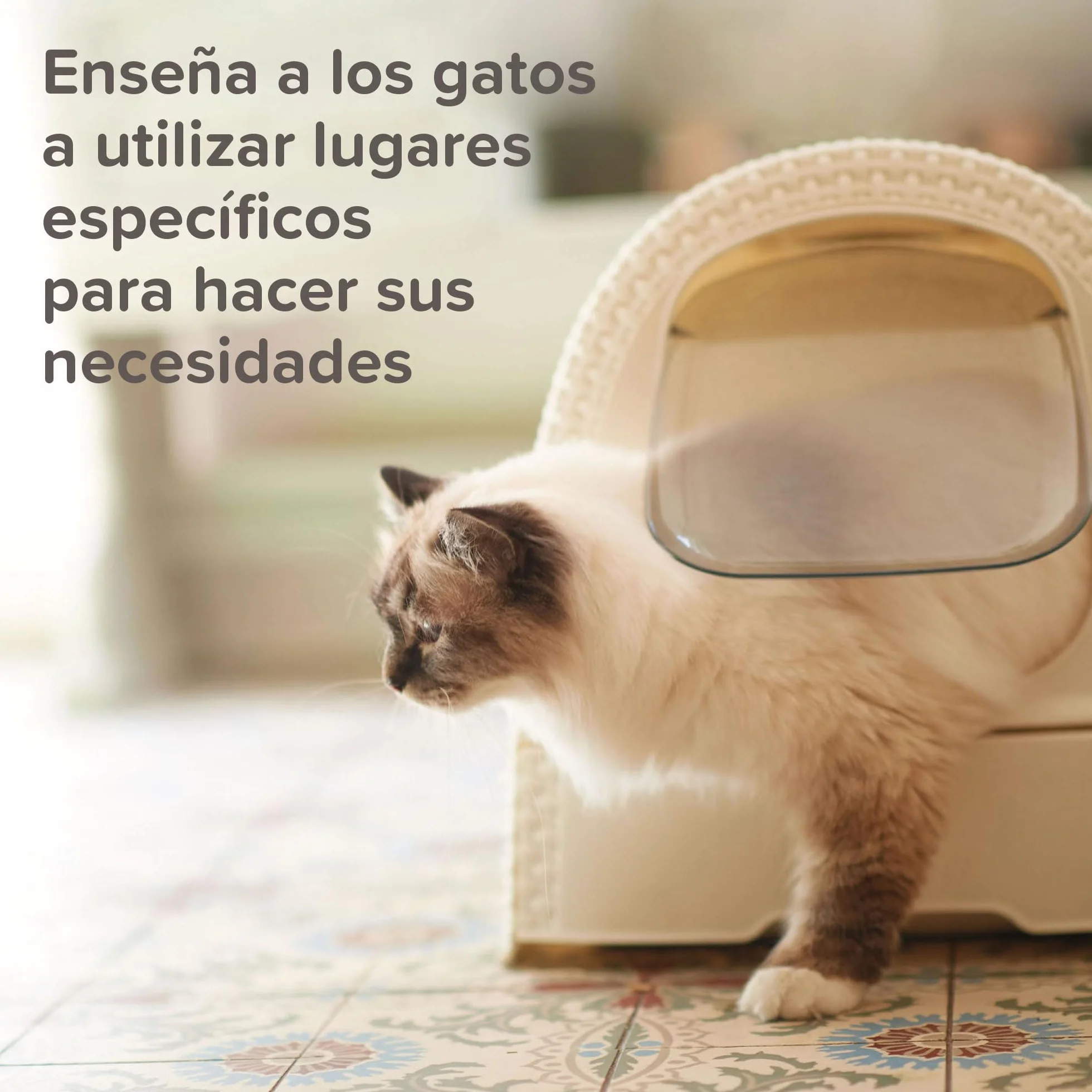 Beaphar - Cat Trainer Educador para Gatos - con sustancias atrayentes - Hace Atractivos los Juguetes y los rascadores - Ideal para el adiestramiento - 10ml