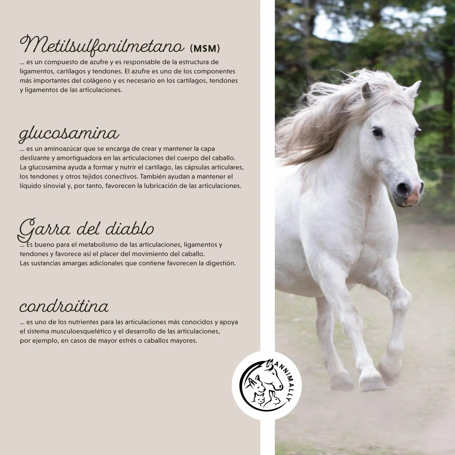 Annimally Polvo para articulaciones de Caballos 850g con Garra del Diablo, MSM Caballos (azufre), glucosamina Caballo, Acido hialurónico, condroitina - Complemento alimenticio Caballos
