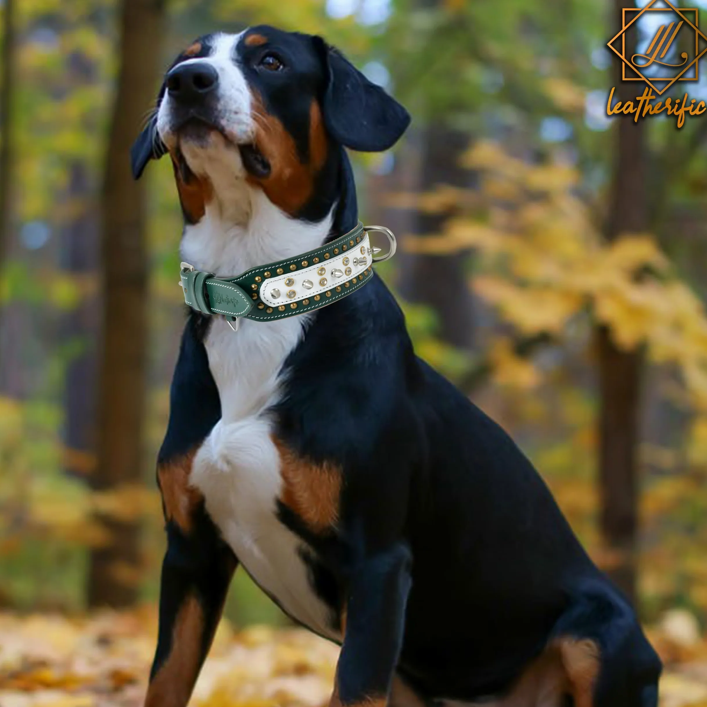 Leatherify - Collar de cuero genuino para perro, de alta calidad, resistente, acolchado, fuerte, con picos atornillados, razas medianas, grandes, extragrandes, 2 pulgadas de ancho (color verde bosque
