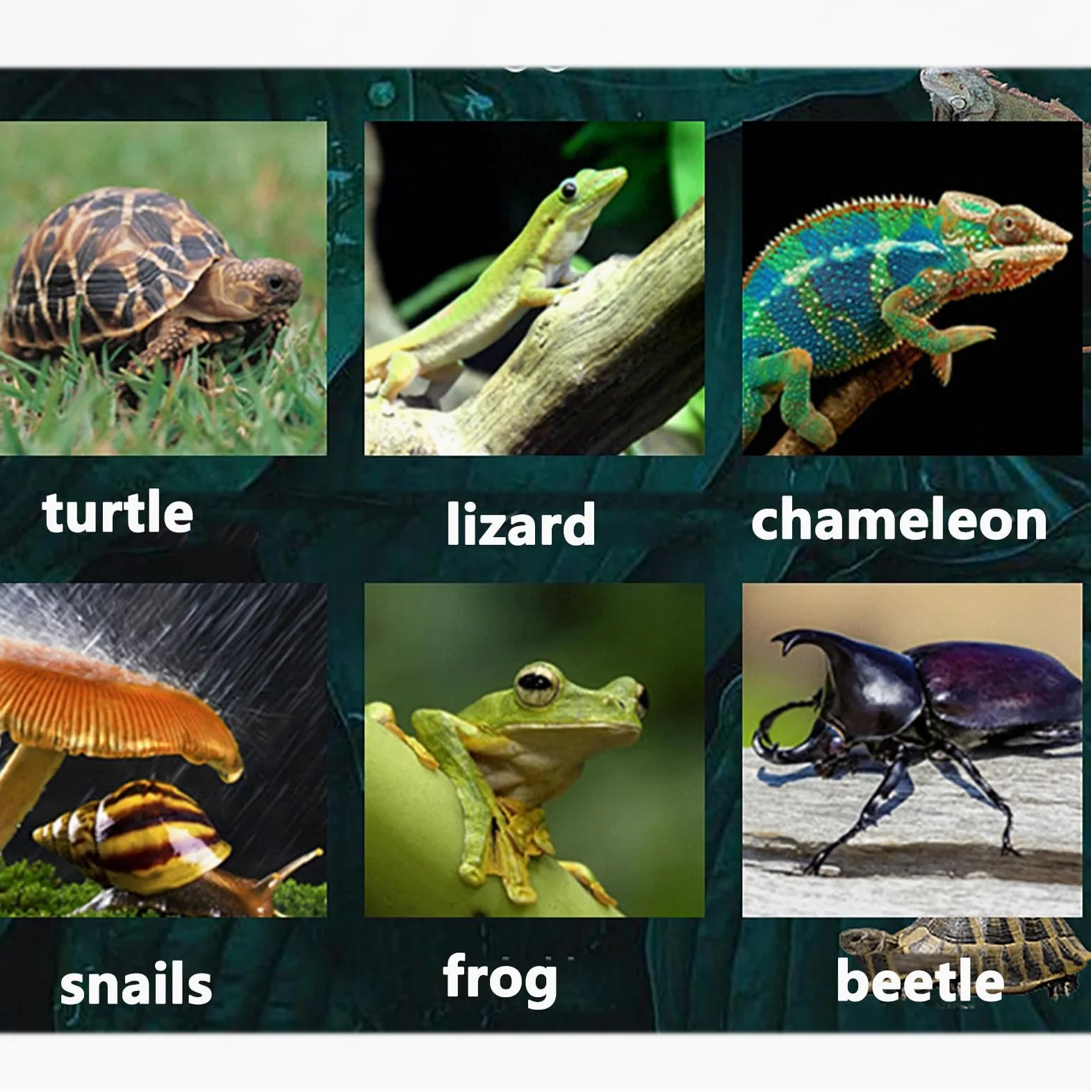 Humidificadores para reptiles, sistema de nebulización de terrarios de 2,5 L con manguera retráctil de 60 ~ 180 cm, volumen de atomización de 200 ml/h y 3 velocidades ajustables, sincronización de 1 a