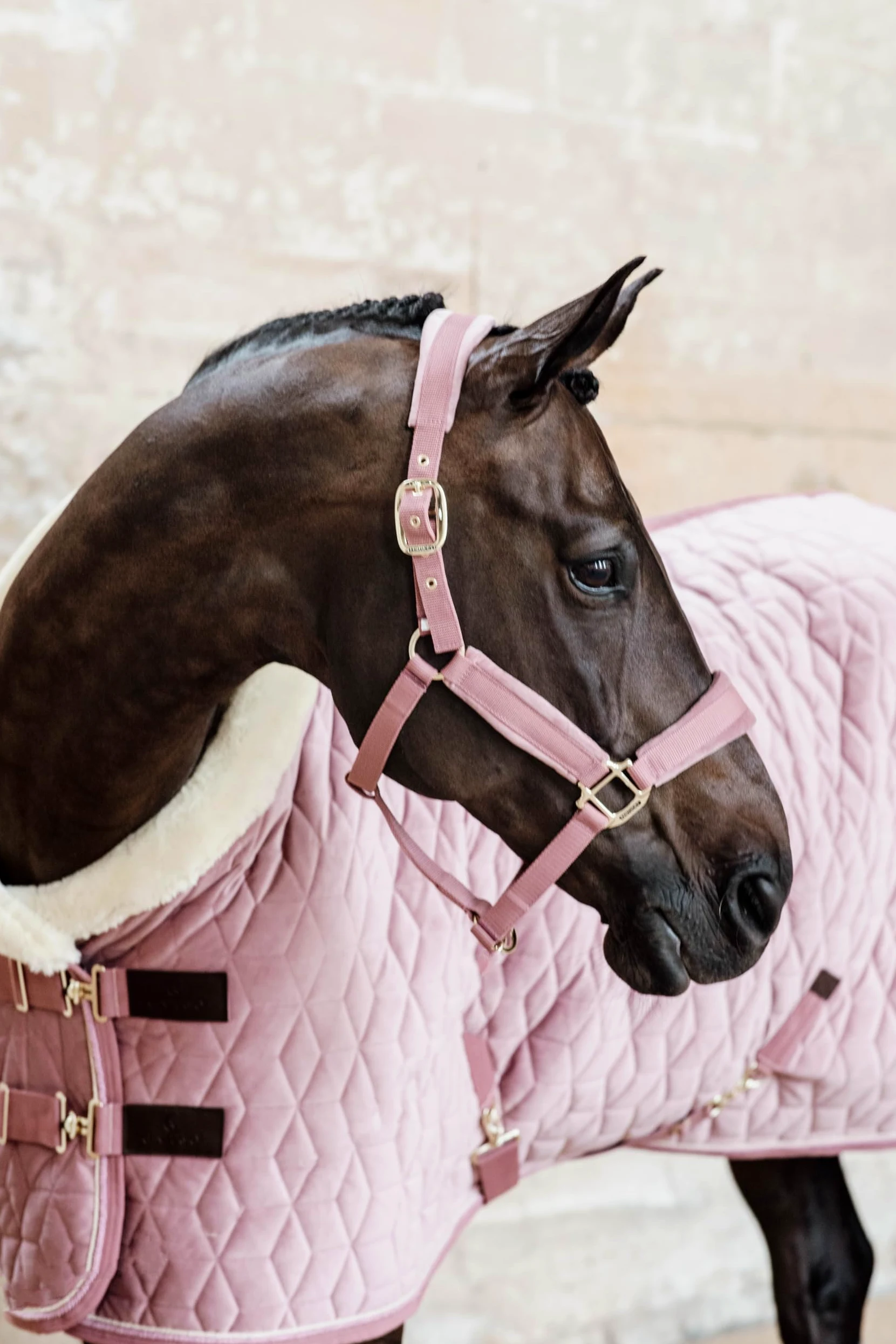 Kentucky Horsewear - Cabestro - Terciopelo - Rosa Viejo - Cob