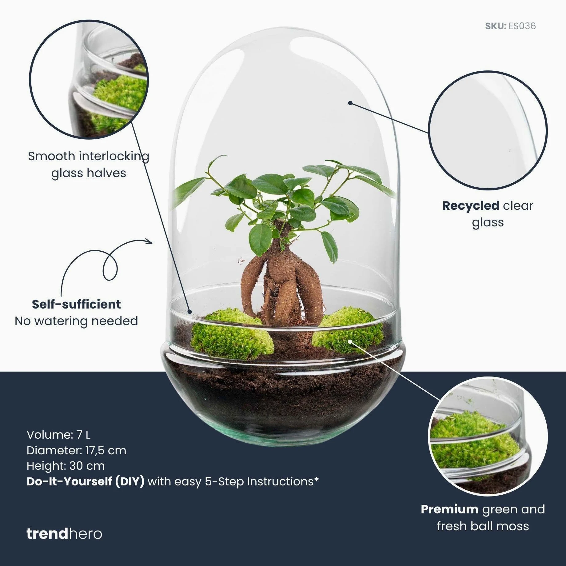 Terrario DIY de Cristal, Transparente, Ficus Bonsai, Ø 17.5x30 cm