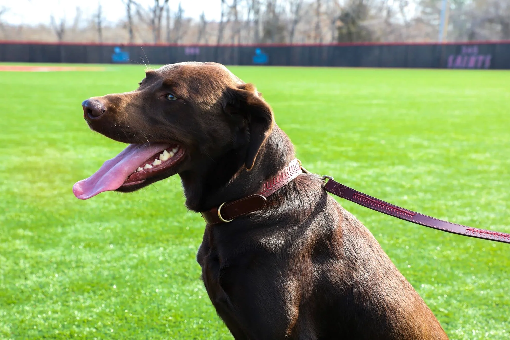 Rawlings | Collar para perro de cuero con puntada de béisbol | Mediano - 20.3 pulgadas | Bronceado