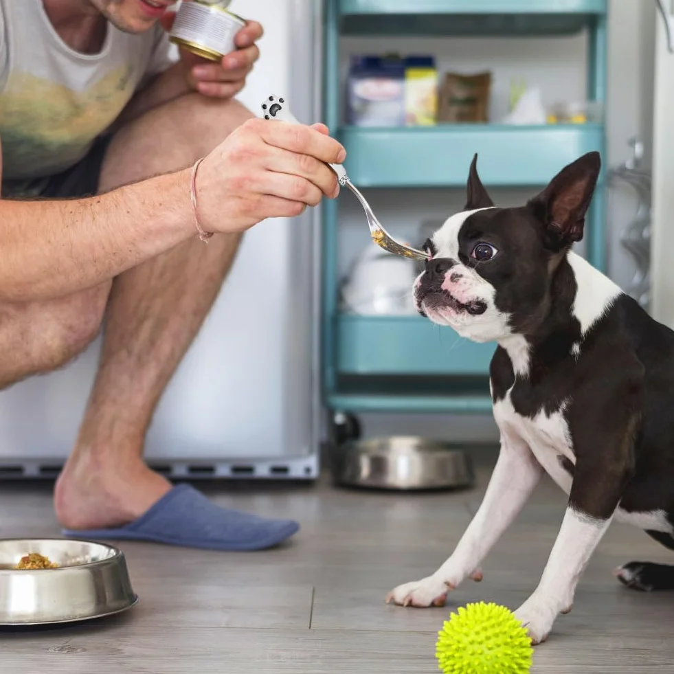 Cuchara de comida para mascotas 7 pulgadas, 2 paquetes de cucharas de latas de mascotas largas y tenedores de comida para perros, tenedores de cucharas de comida para gatos de acero inoxidable, tenedo