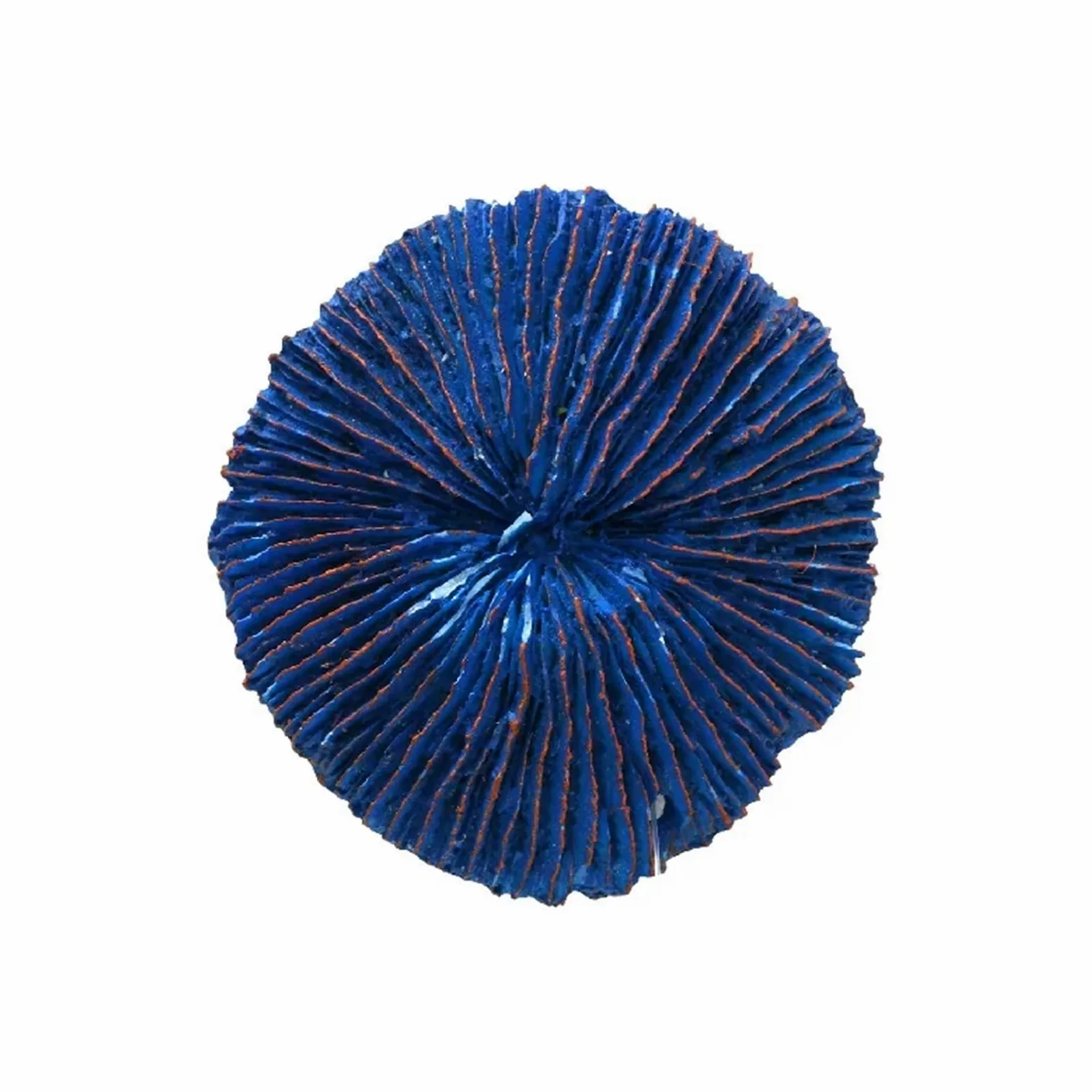 decoracion acuario Acuario de agua salada con piedra coralina artificial | 35*21*17.5cm