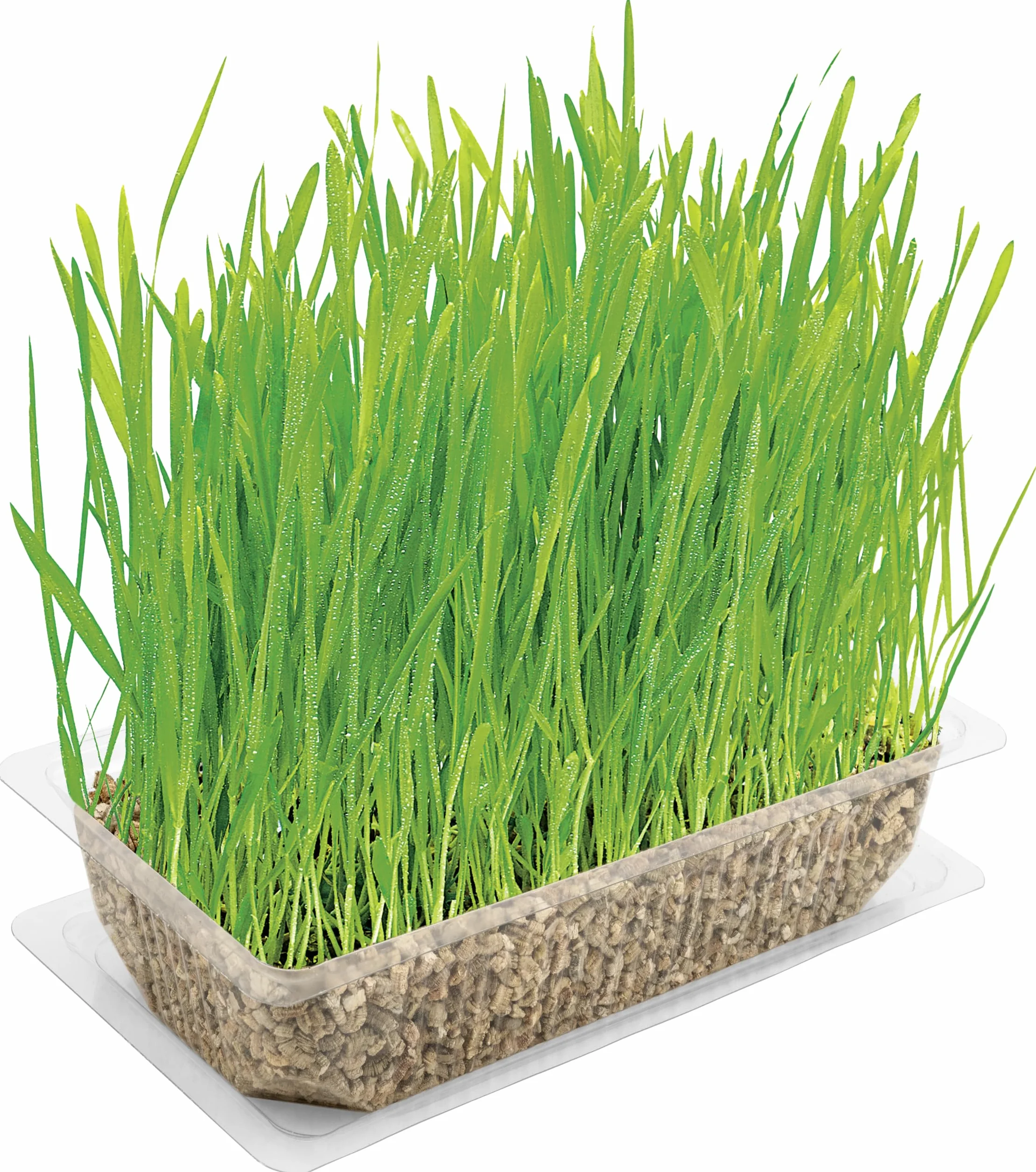 Vitakraft Cat Grass, Mezcla de Semillas de Hierba para Gatos, con vitaminas y minerales (1x 120g)