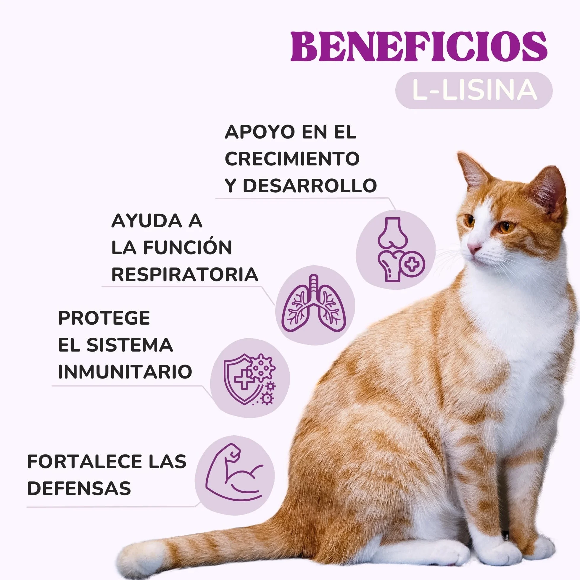 Lisina Gatos con Aminoácidos Esenciales para Reforzar el Sistema Inmunitario, Apoyar Las Vías Respiratorias y Prevenir el Herpes Felino, Suplemento Natural para Todas Las Razas y Edades