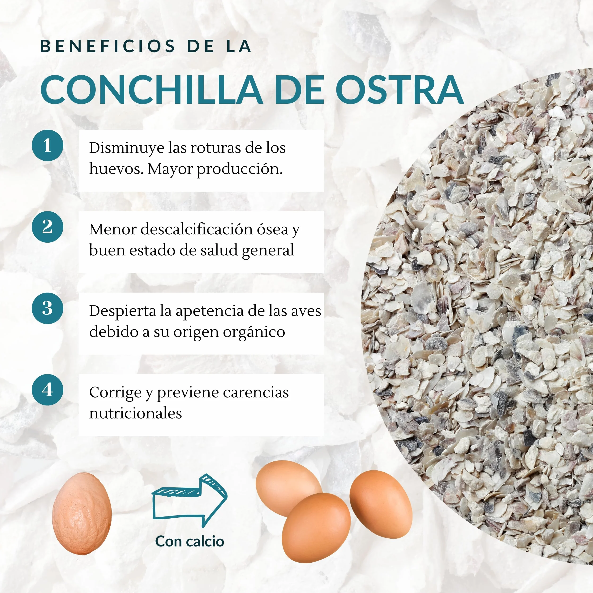 ConchaVital 6kg - Calcio para Gallinas Ponedoras y Otras Aves - Conchilla de Ostra - Pienso +12 Minerales - Mejora Calidad del Huevo, Corrige Carencias Nutricionales y Mejora Productividad