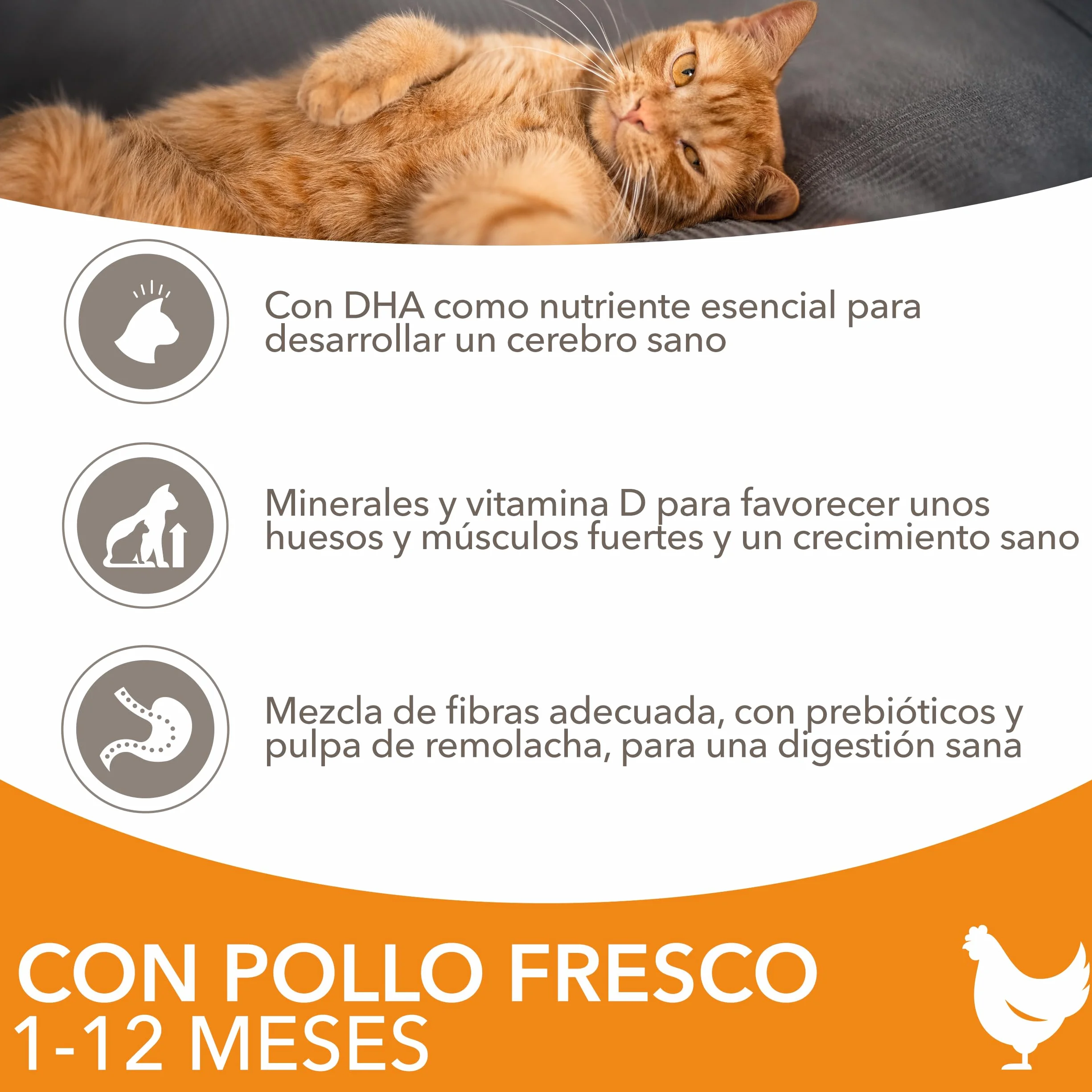 IAMS Alimento seco para gatitos junior de 1-12 meses con pollo fresco, 3 kg