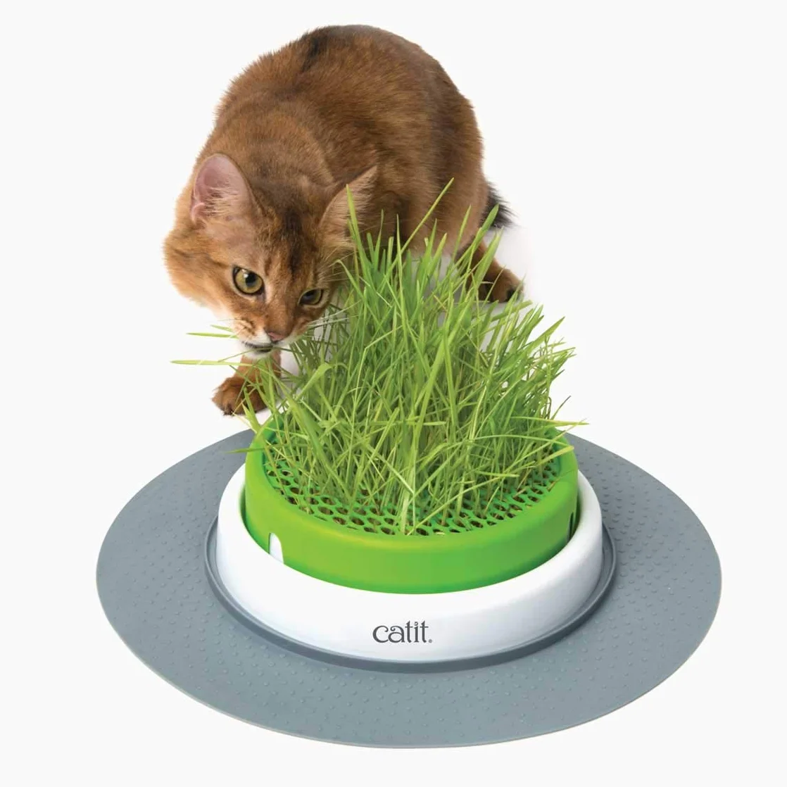 Cat Grass kit - 3 x Semillas y Vermiculita