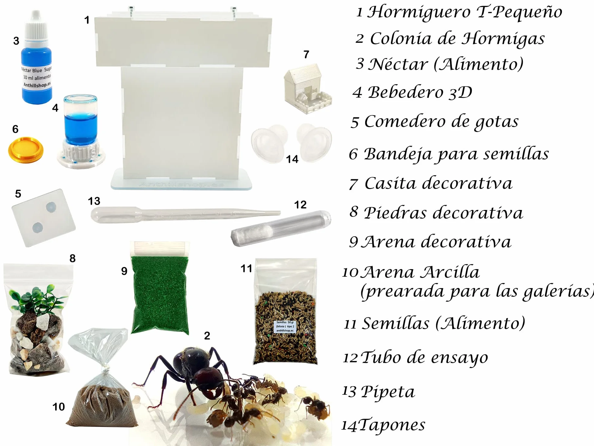 Hormiguero T- Pequeño de Arena Natural (acrílico) - con Hormigas Incluidas┃de 20-30 Hormigas.