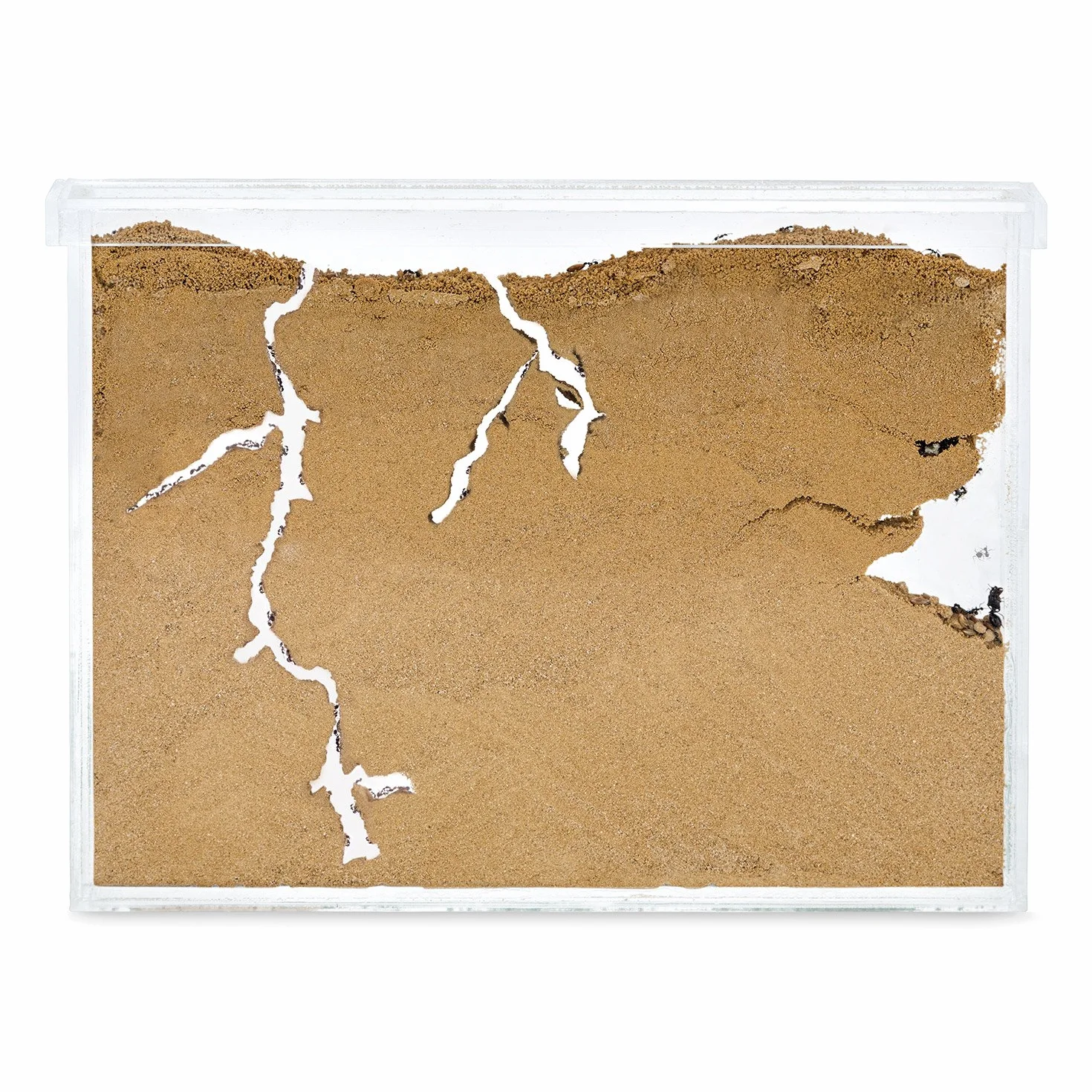 Anthouse.es - Hormiguero Natural de Arena - Kit Hormiguero Acrílico L (Sándwich + Caja de Forrajeo) - Granja de Hormigas con Colonia de Hormigas Incluida - 25x20x1 cm y 10x24 x10 cm - Transparente
