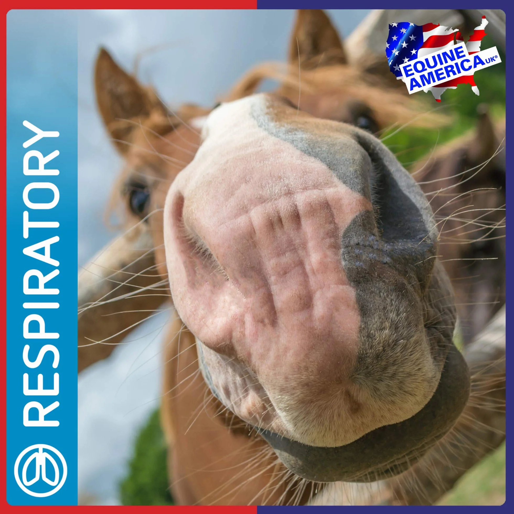Equine America Pienso en Polvo para Caballos Airways Xtra Strength 500 g