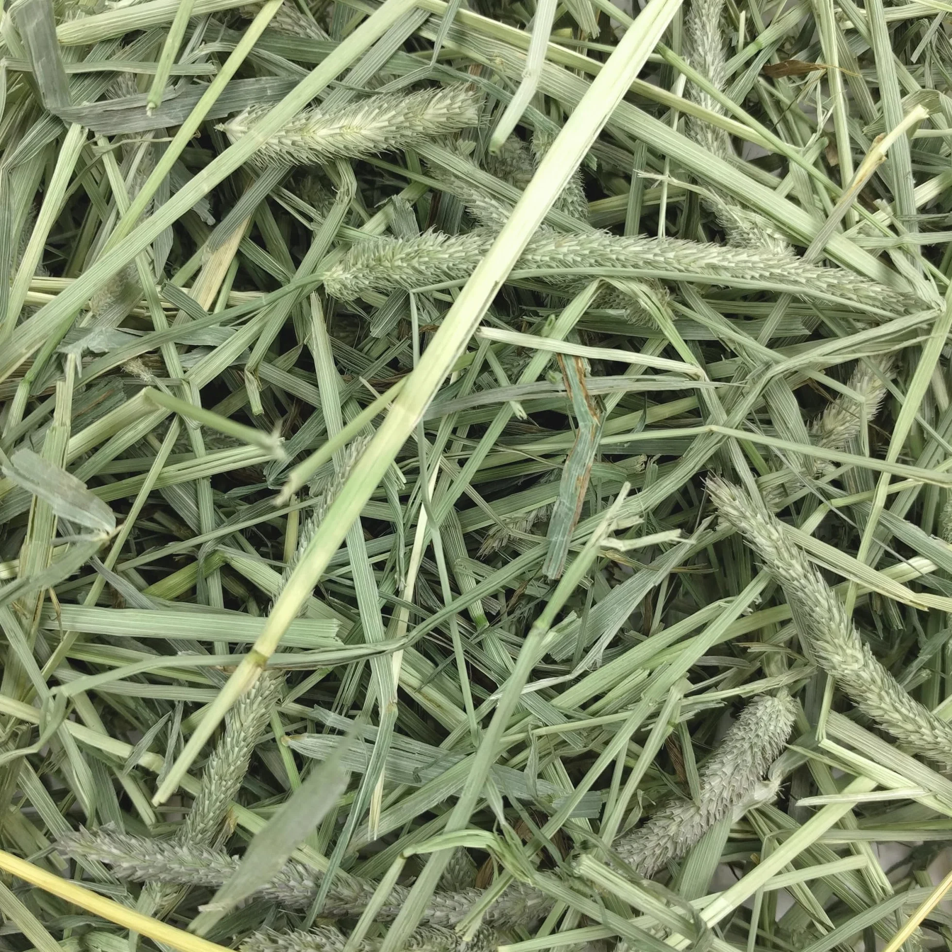 Petlife Oxbow Western Timothy Hay for Small Pet, 1.1 Kg