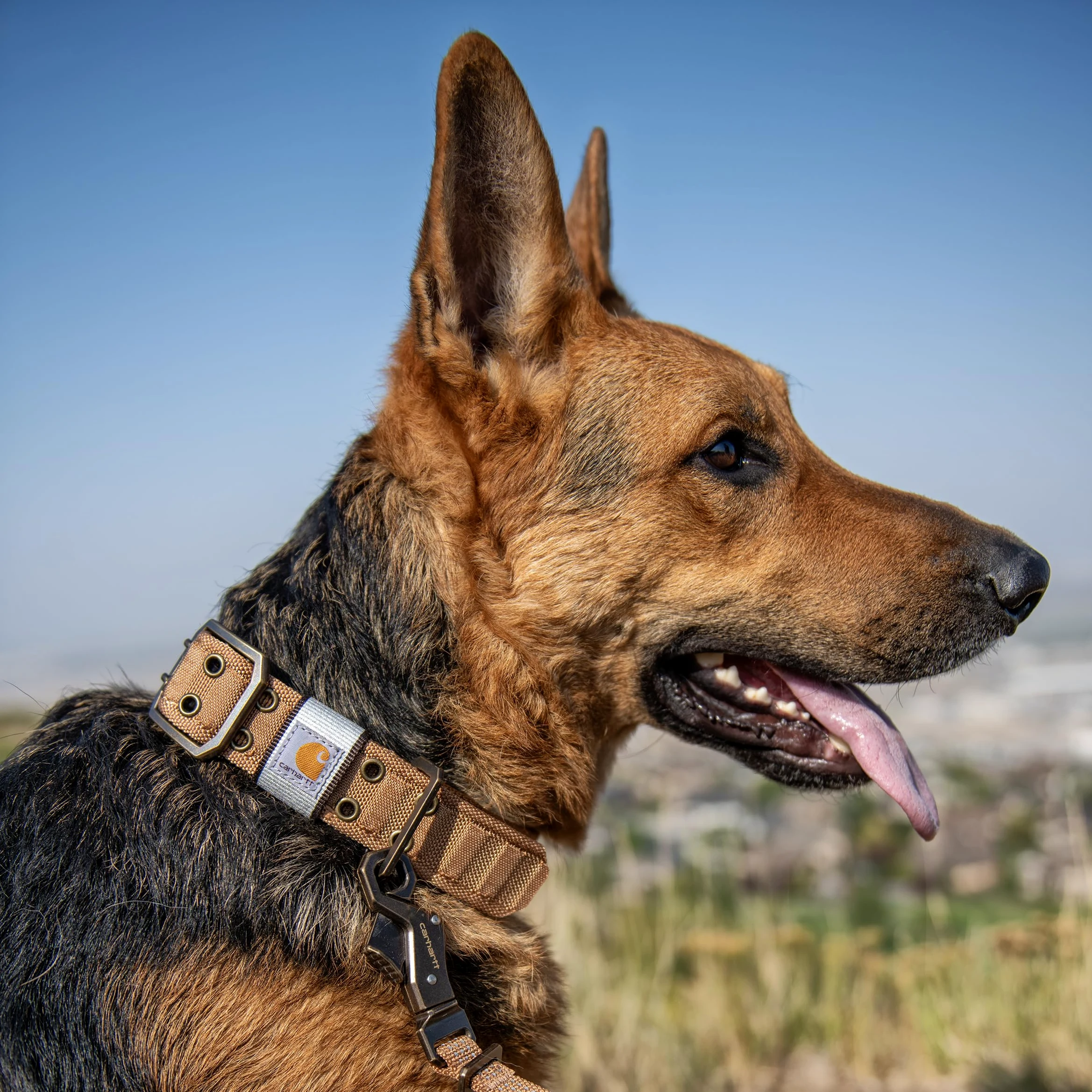 Carhartt Collar de cincha Ancha Totalmente Ajustable para Mascotas, Color marrón Carhartt | Mascota totalmente ajustable, cincha, para perros, nailon resistente para caminar y entrenar