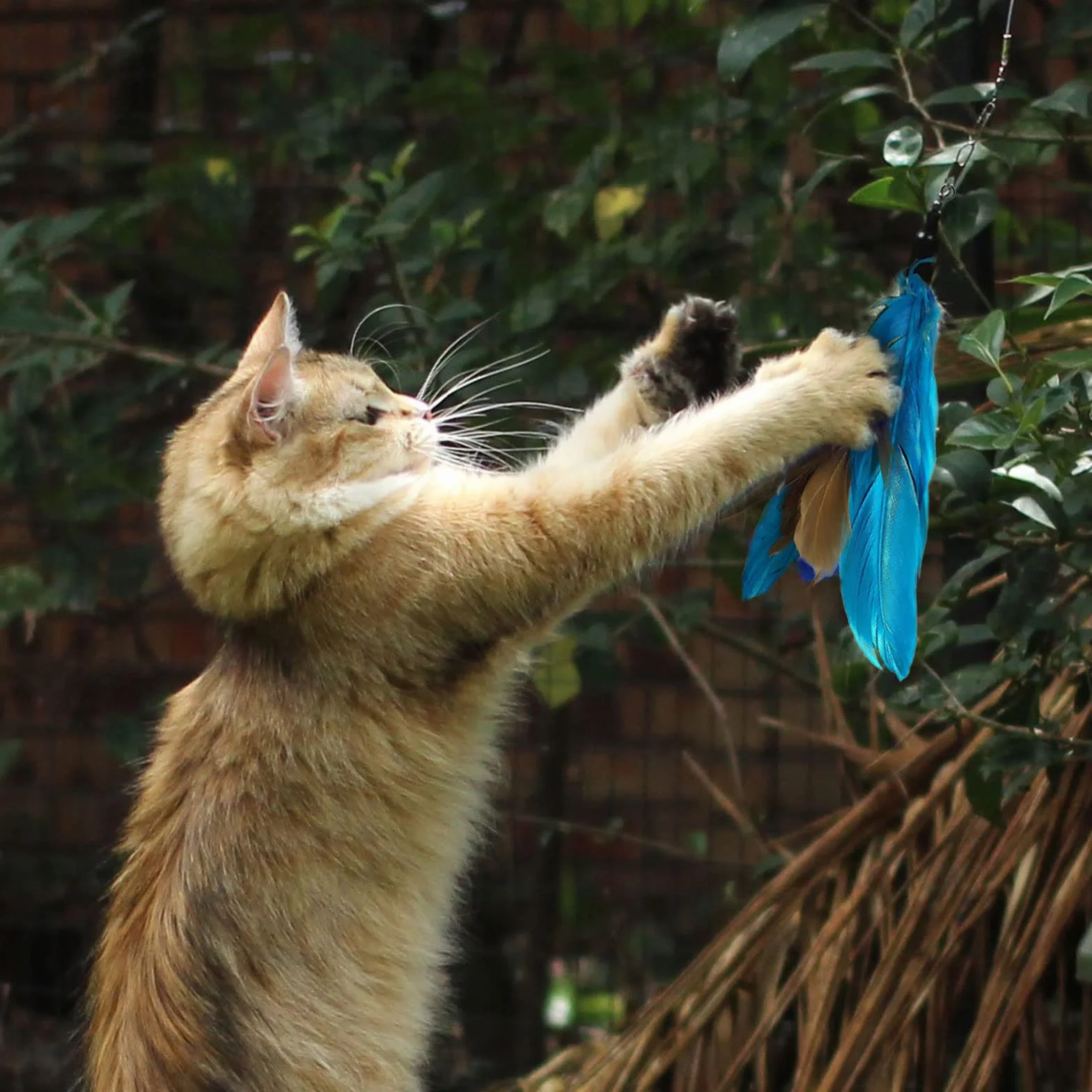 9 Piezas Juguete Plumas Gato,Juguetes para Gatos Caña Gato,1 Varita Retráctil,con 8 Repuestos de Plumas, Pájaros y Ratones