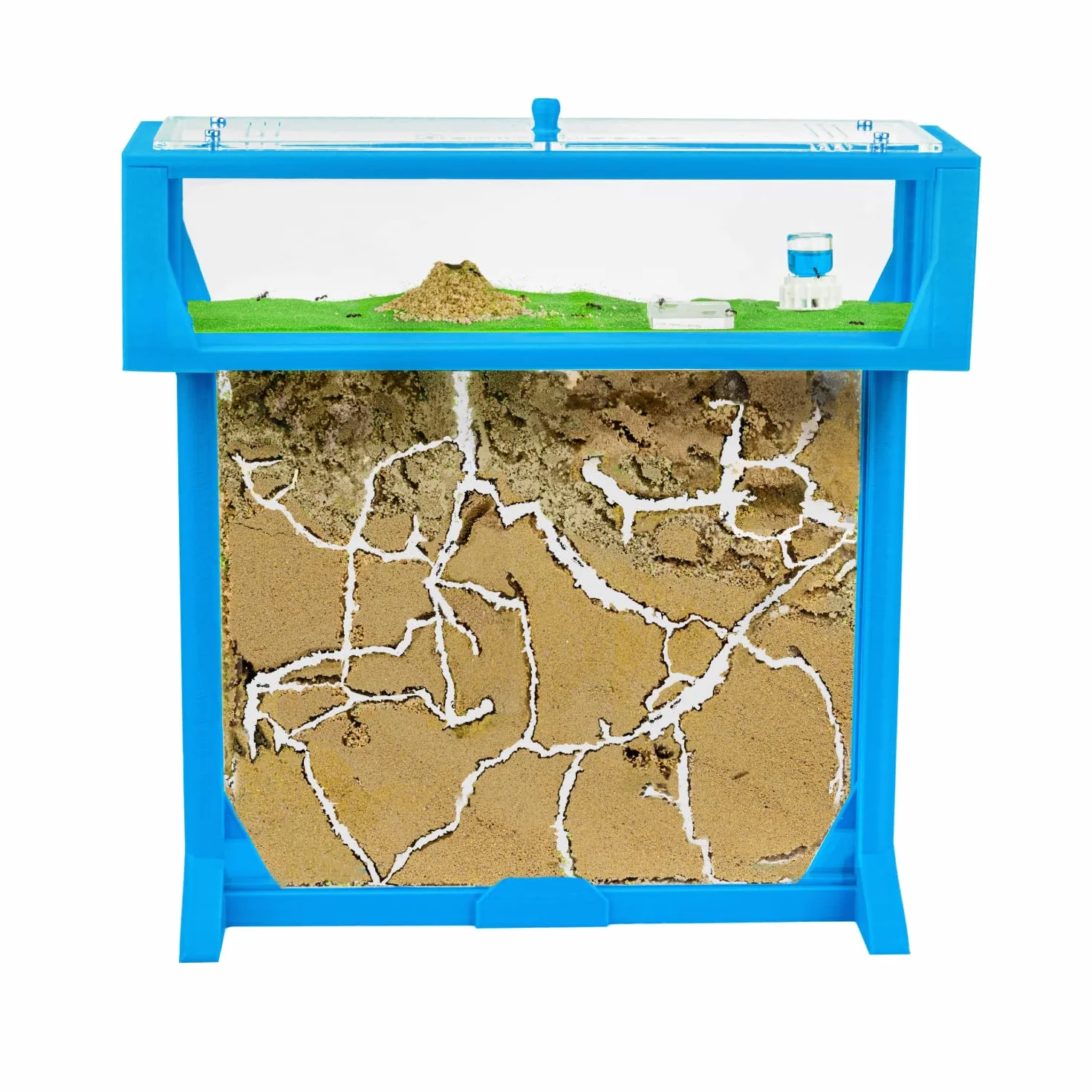 AntHouse.es - Hormiguero Natural de Arena | Kit 3D T Big 25x20x1,5 cm | Granja de Hormigas Azul | Colonia de Hormigas Incluida