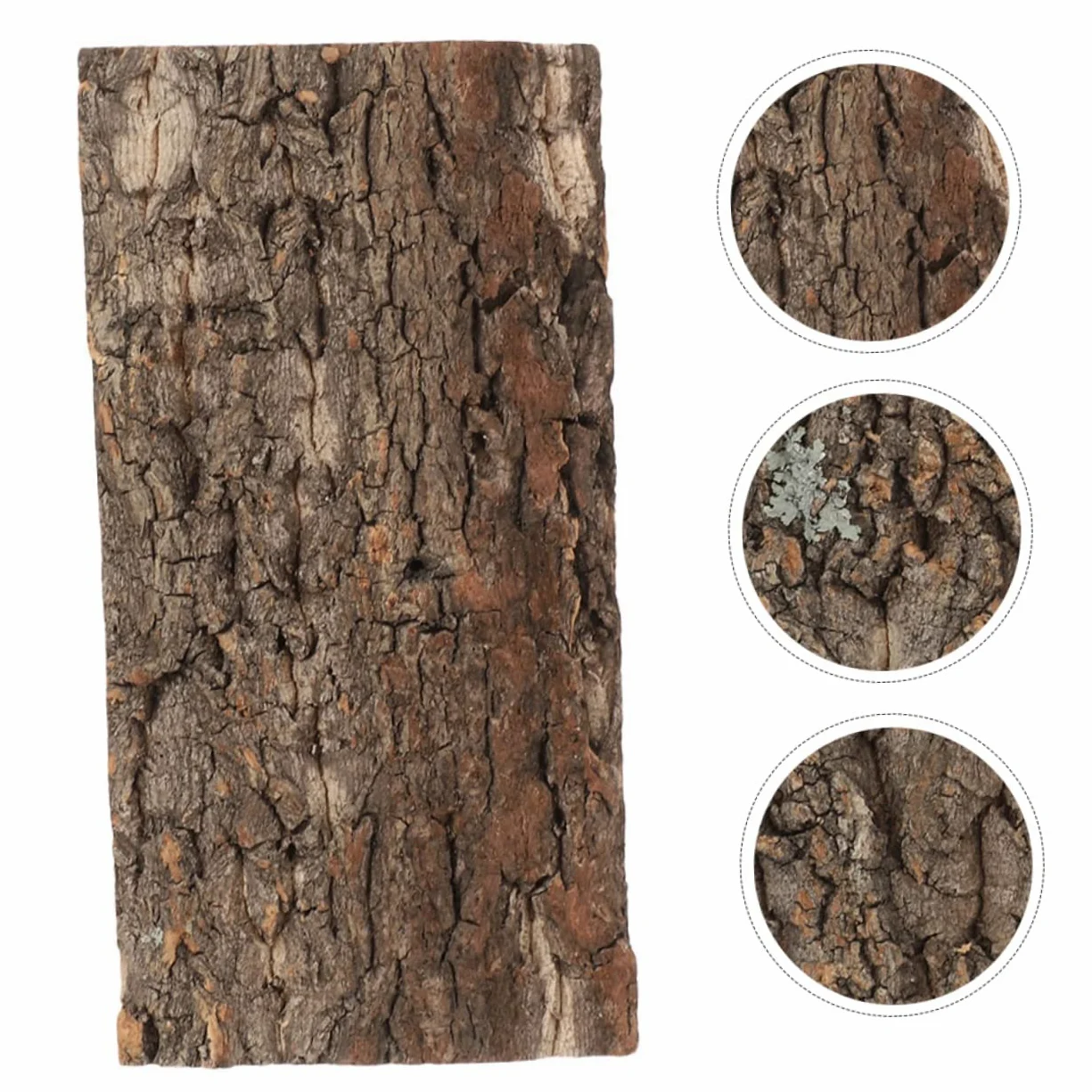 BESPORTBLE 10piezas Reptile Bark Backdrop para y Terrarios Natural De para Decoración De Peceras y Reptiles y