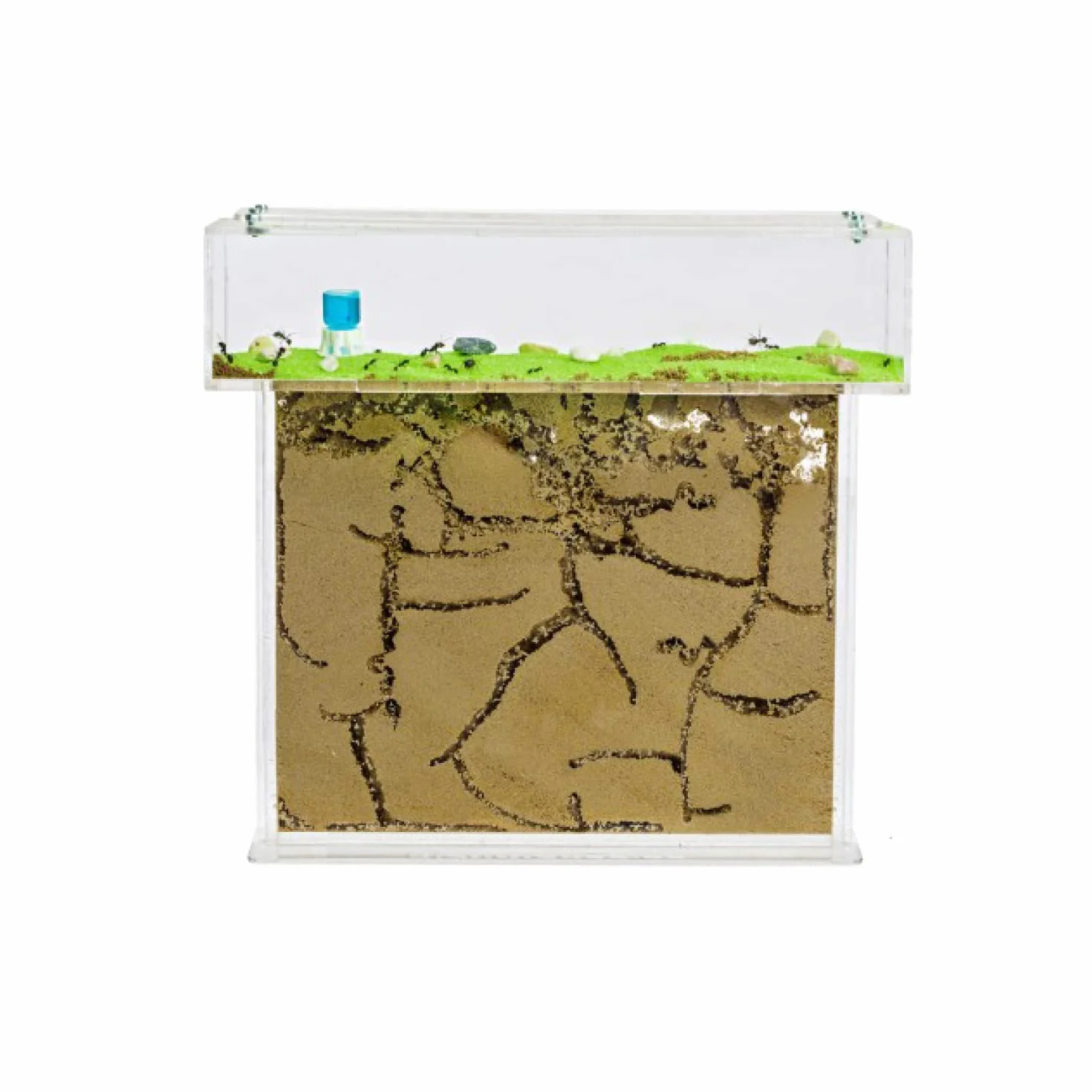 Anthouse.es - Kit Hormiguero Acrílico en Forma de T - Sándwich y Caja de Forrajeo con Tapa Retirable - Hormiguero con Hormigas Vivas Incluidas - Hormiguero de 25x20x1,5 cm - Transparente
