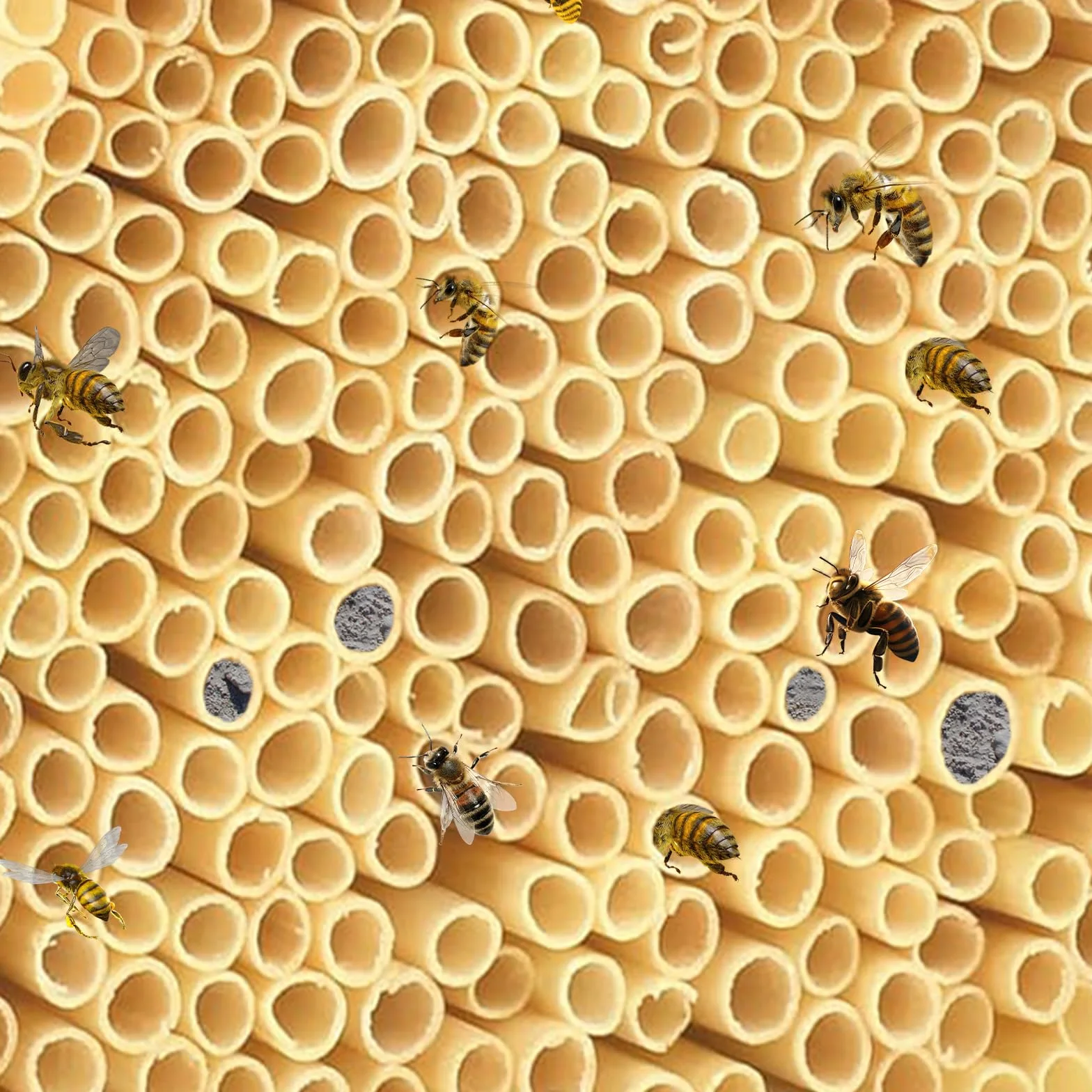 300PCS Pajitas de Trigo, 14.5 CM de Largo Diámetro 3-5 MM para Abejas Silvestres, Material Insectos Anidación para Relleno Hotel de Insectos, Casa de Abejas, Hotel de Abejas, Casa de Insectos
