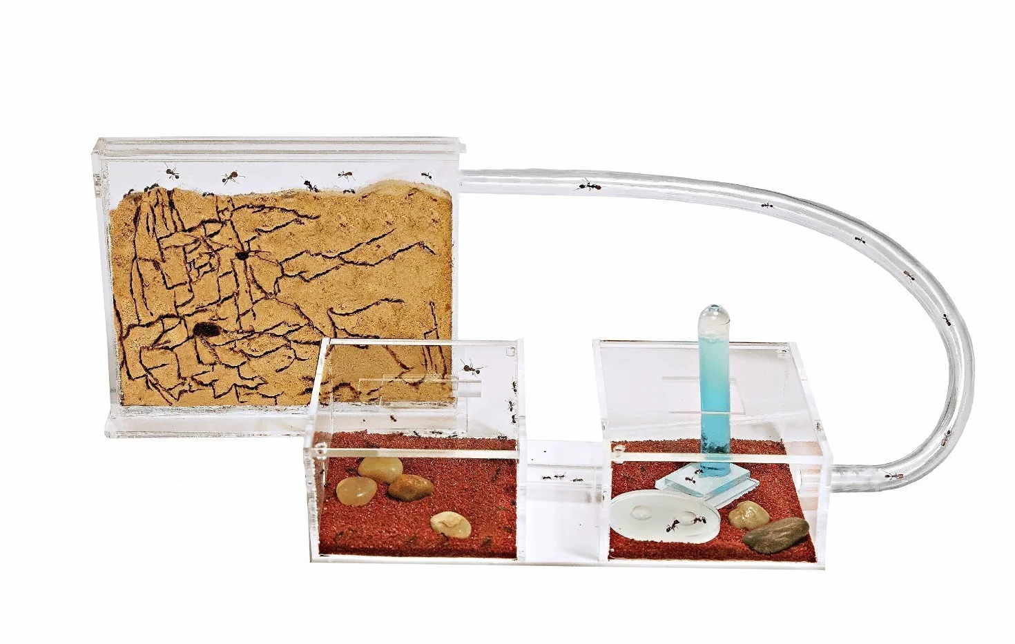 Anthouse.es - Hormiguero Natural de Arena - Kit Mini Hormiguero Acrílico (Sándwich + Caja de Forrajeo) - Granja de Hormigas con Colonia de Hormigas Incluida - 15 x 12 x 1 cm y 20 x 20 x 10 cm
