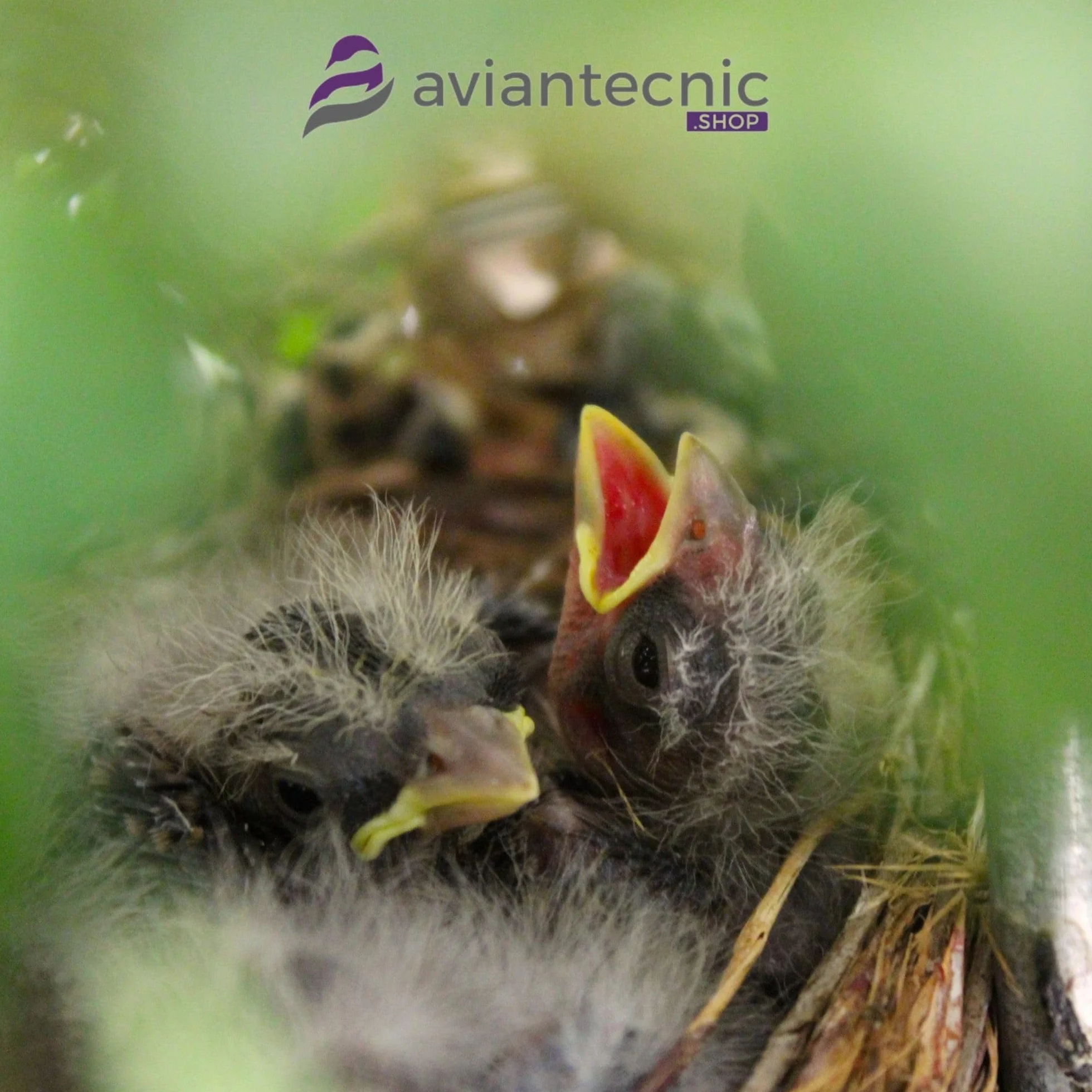 Aviantecnic Papilla Embuche Jilgueros | Alimento Complementario para Pájaros Ornamentales | 400 g con Jeringa de Embuche Incluida