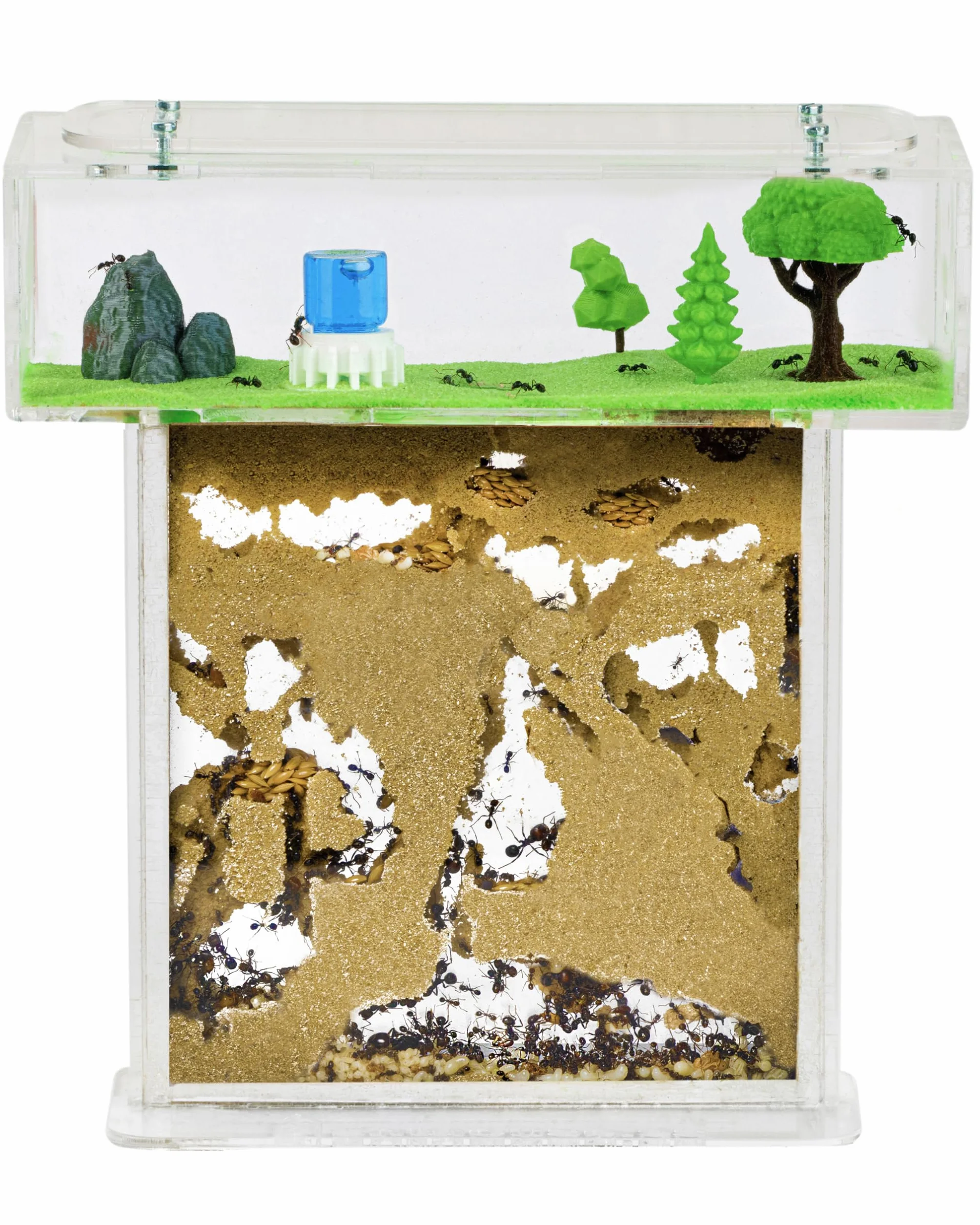 Anthouse.es - Kit Hormiguero Acrílico de Arena en Forma de T - Sándwich 15x15x1,5 cm y Caja de Forrajeo - Hormiguero con Hormigas Vivas Incluidas (Reina, Obreras, Huevos y Larvas) - Transparente