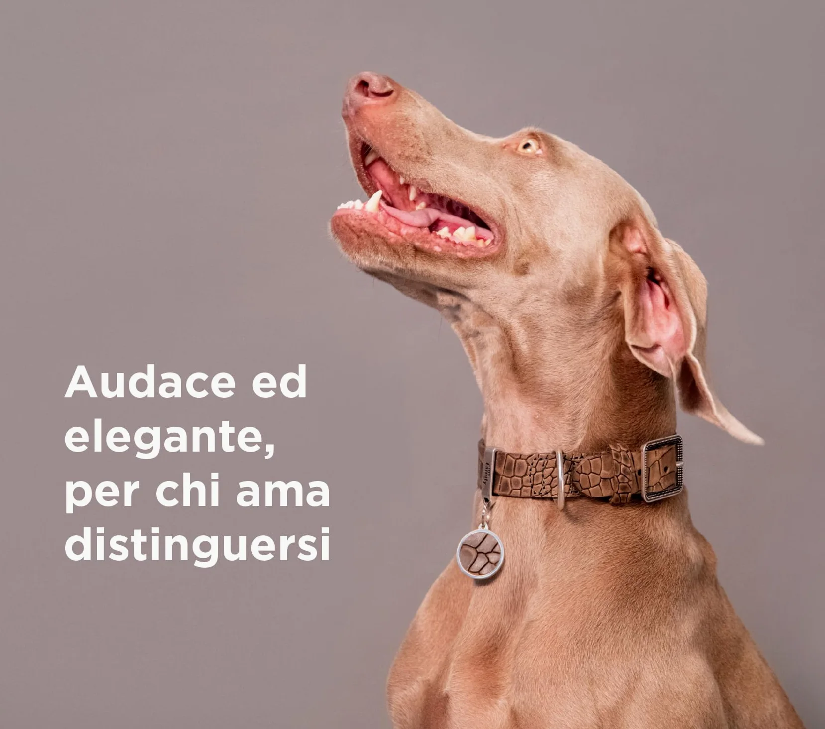 MyFamily Collar De Perro Ajustable De Cuero Genuino Italiano Made In Italy, Acabado Metálico Plata Antigua, Cómodo Y Resistente, Hecho A Mano, Colección Tucson