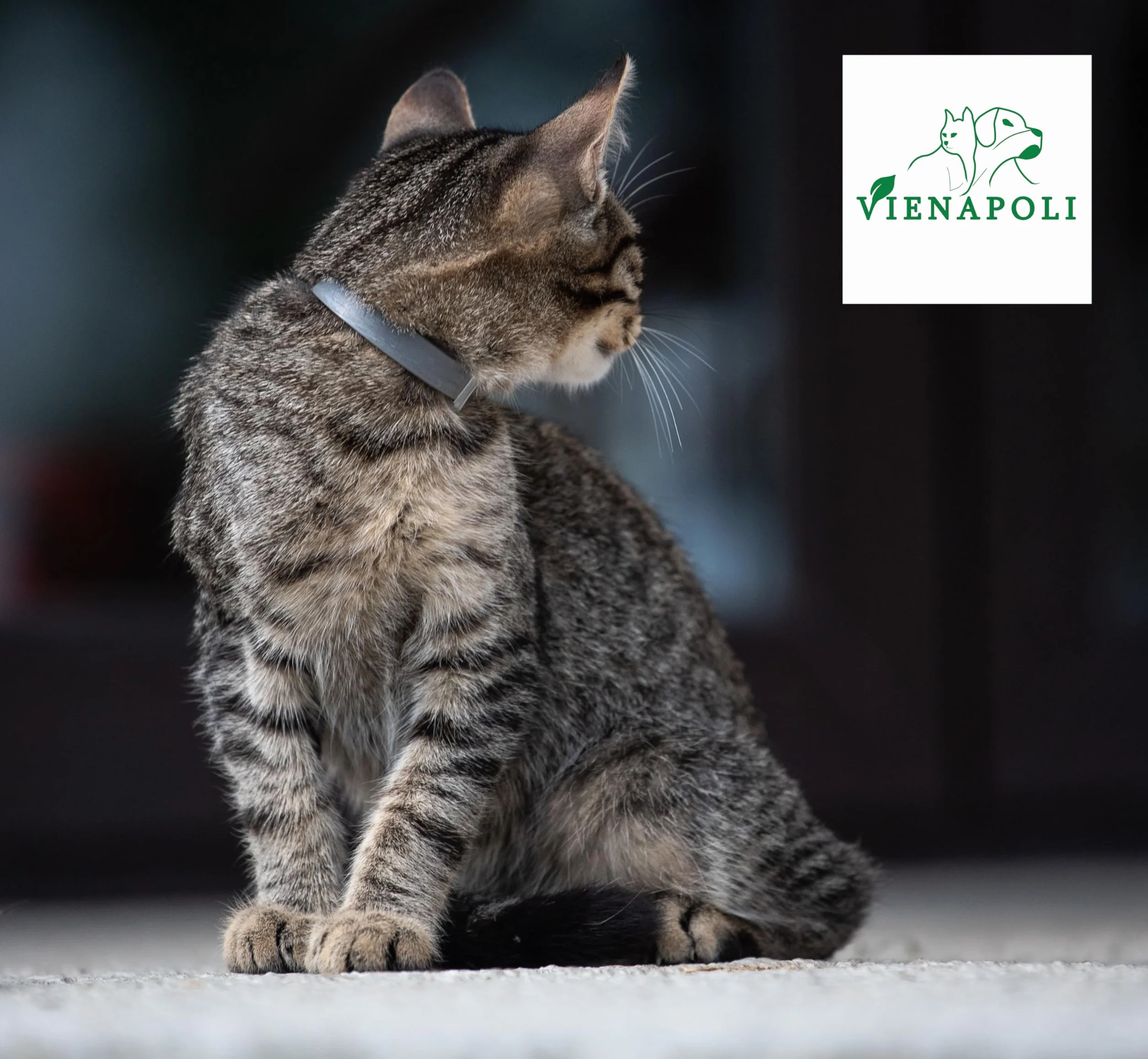 Collar antipulgas y garrapatas para Gatos, Resistente al Aqua, protección Activa de hasta 8 Meses, 33 centimetros, para qualquier tamaño de Gato