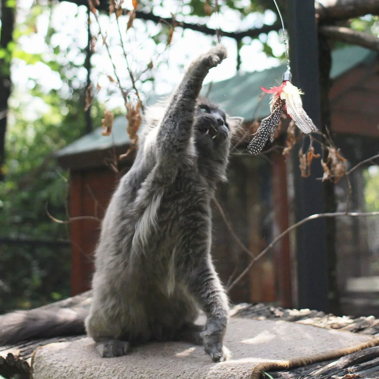 9 Piezas Juguete Plumas Gato,Juguetes para Gatos Caña Gato,1 Varita Retráctil,con 8 Repuestos de Plumas, Pájaros y Ratones