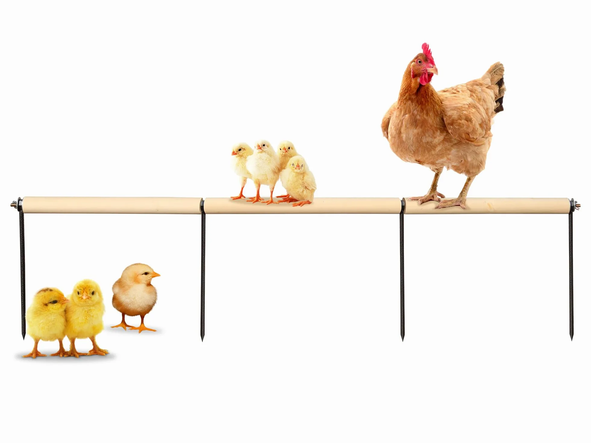 Accesorios de gallinero, percha de madera extra larga con estacas de metal, barras de gallinas en el core, juguetes de enriquecimiento de pollo