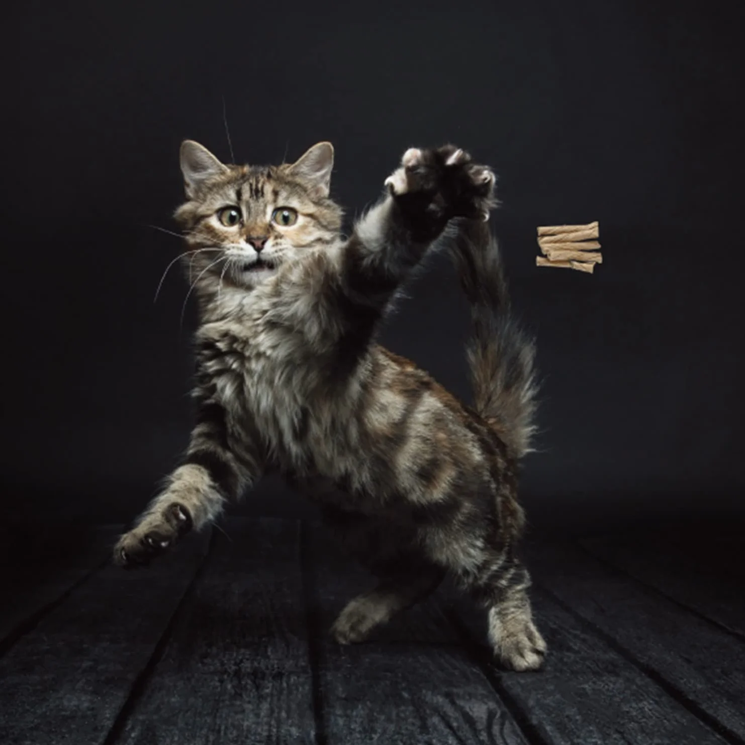 Cat Dancer Juguete