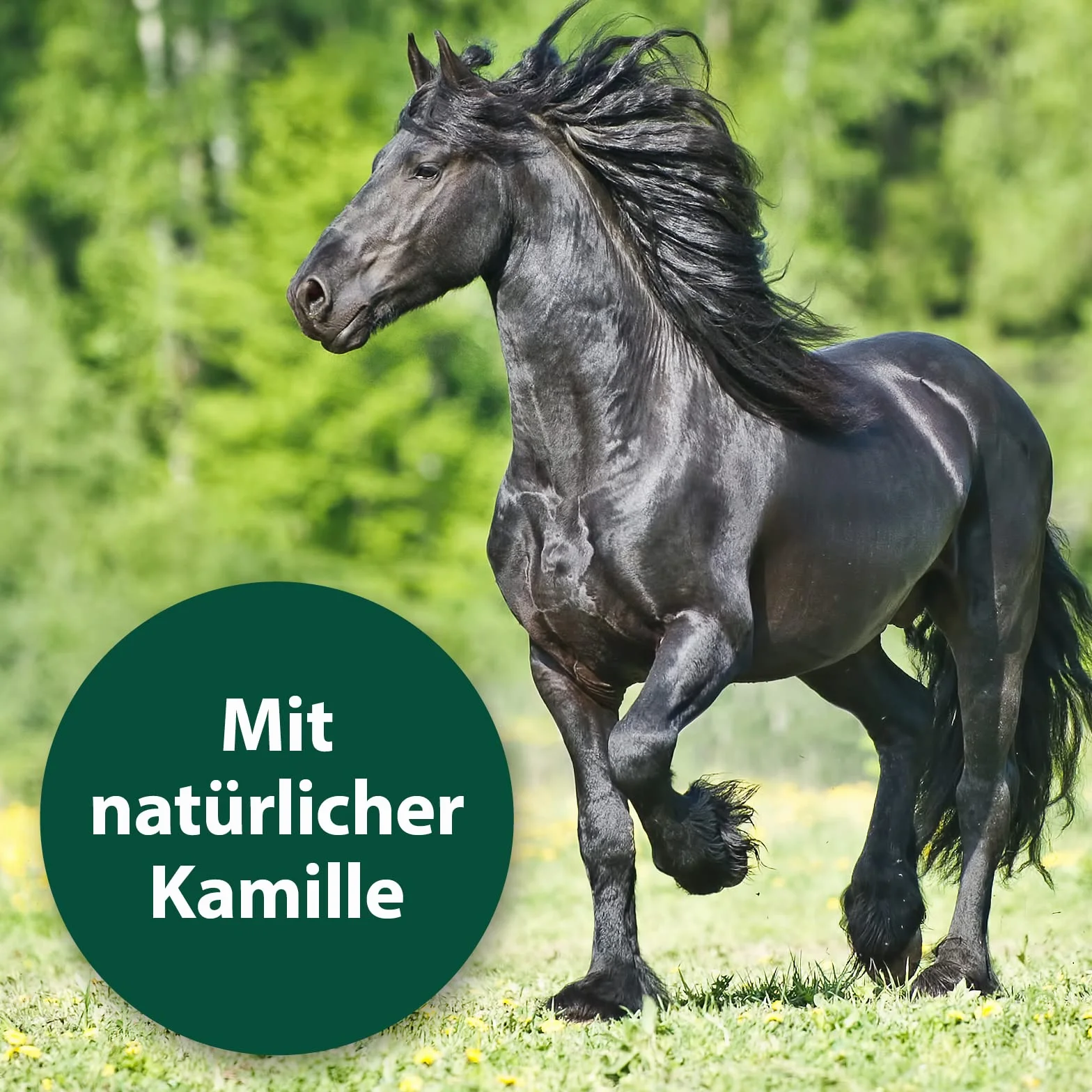 Equisept Cuidado de la Cola y la Melena, 500 ml, con Aceite de manzanilla Natural, Spray de Cola y Spray para Melena para Caballos, Brillo de Pelo Sedoso, fácil de peinar, sin dopaje