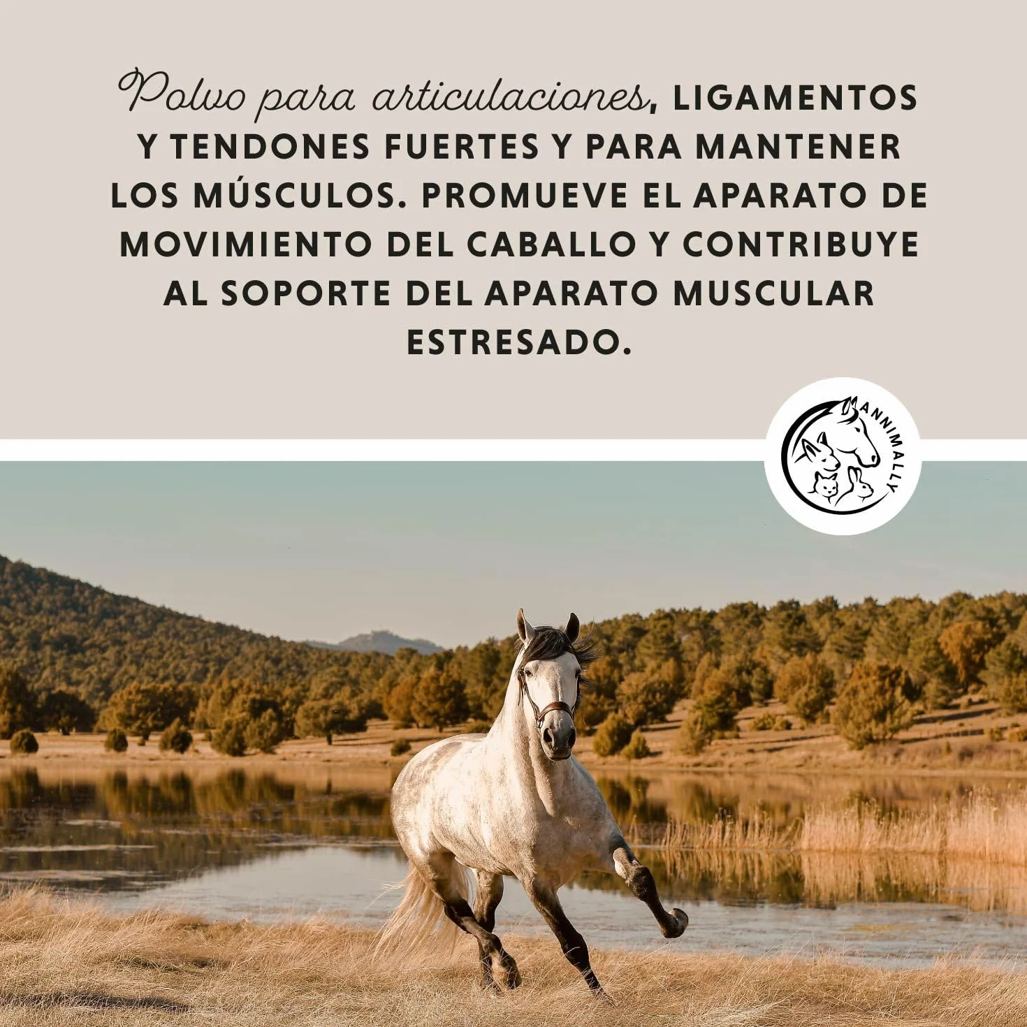 Annimally Polvo para articulaciones de Caballos 850g con Garra del Diablo, MSM Caballos (azufre), glucosamina Caballo, Acido hialurónico, condroitina - Complemento alimenticio Caballos