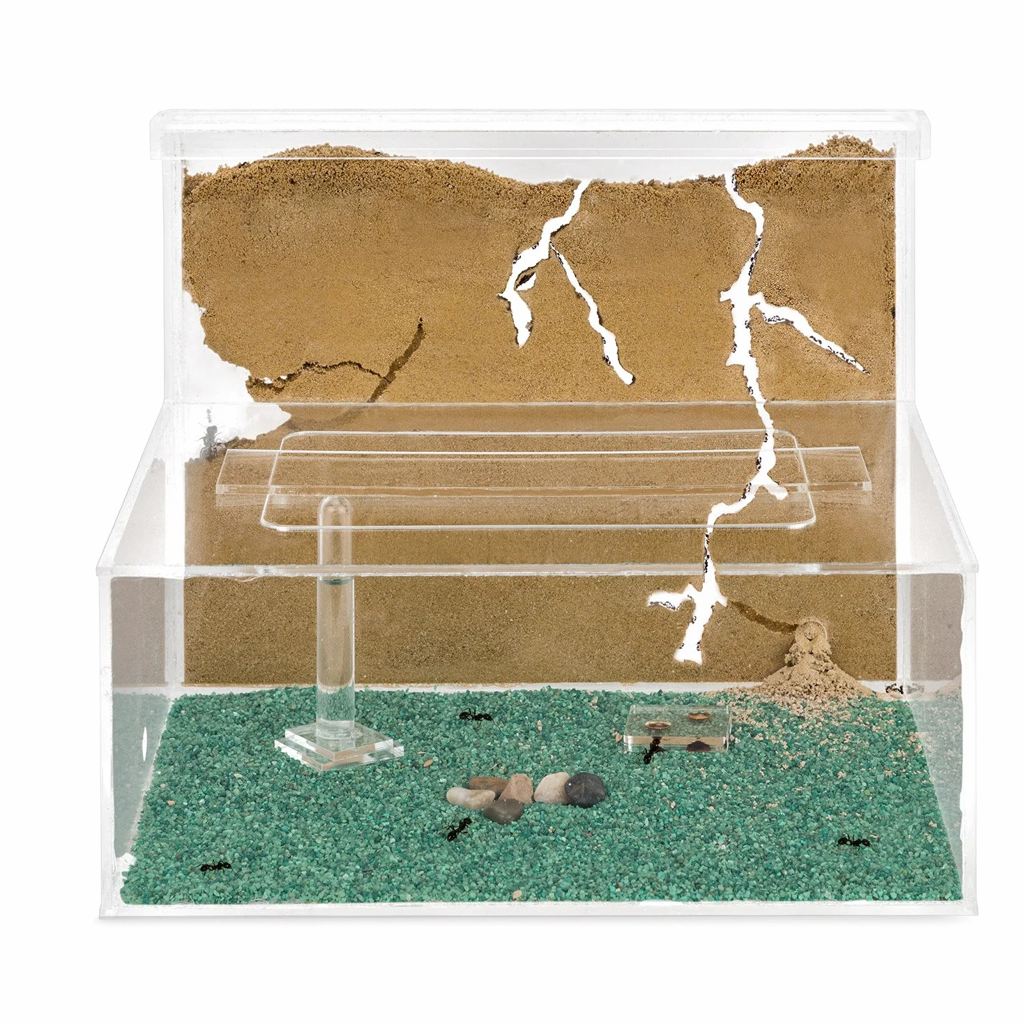 Anthouse.es - Hormiguero Natural de Arena - Kit Hormiguero Acrílico L (Sándwich + Caja de Forrajeo) - Granja de Hormigas con Colonia de Hormigas Incluida - 25x20x1 cm y 10x24 x10 cm - Transparente