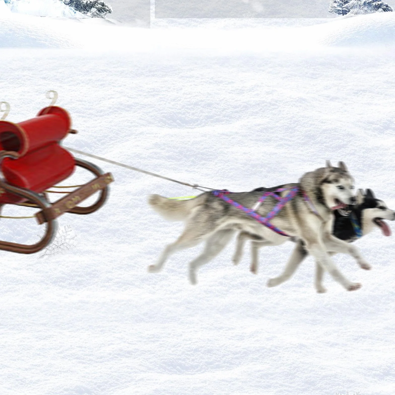 Arnés de Trineo para Perros de Tirar de Peso, Entrenamiento de Velocidad, Mushing, Azul