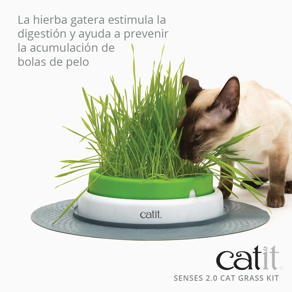 Cat Grass kit - 3 x Semillas y Vermiculita